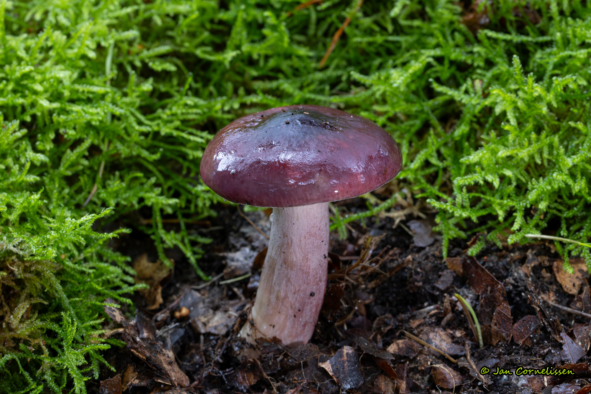 Papilrussula