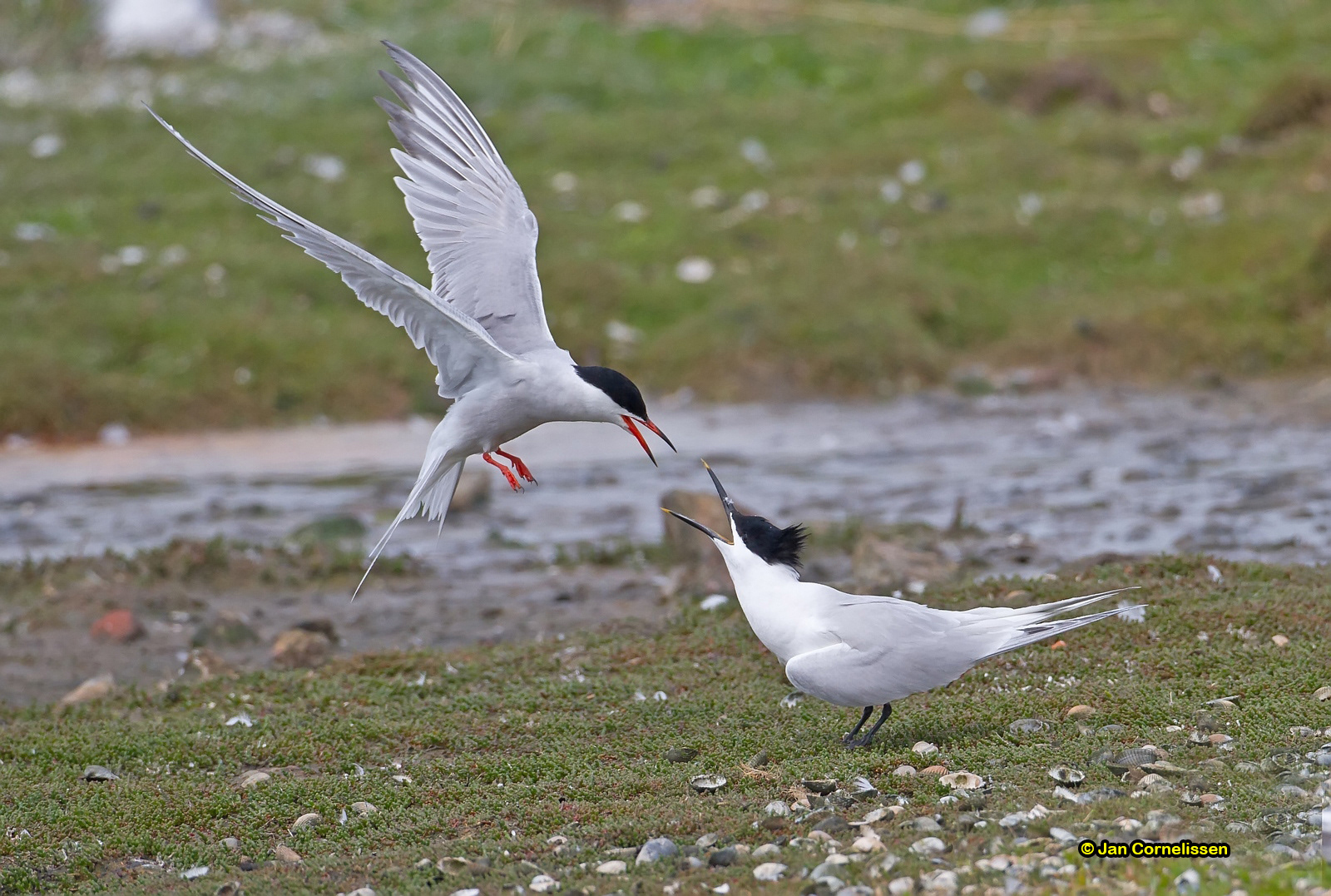 Visdief en Grote stern