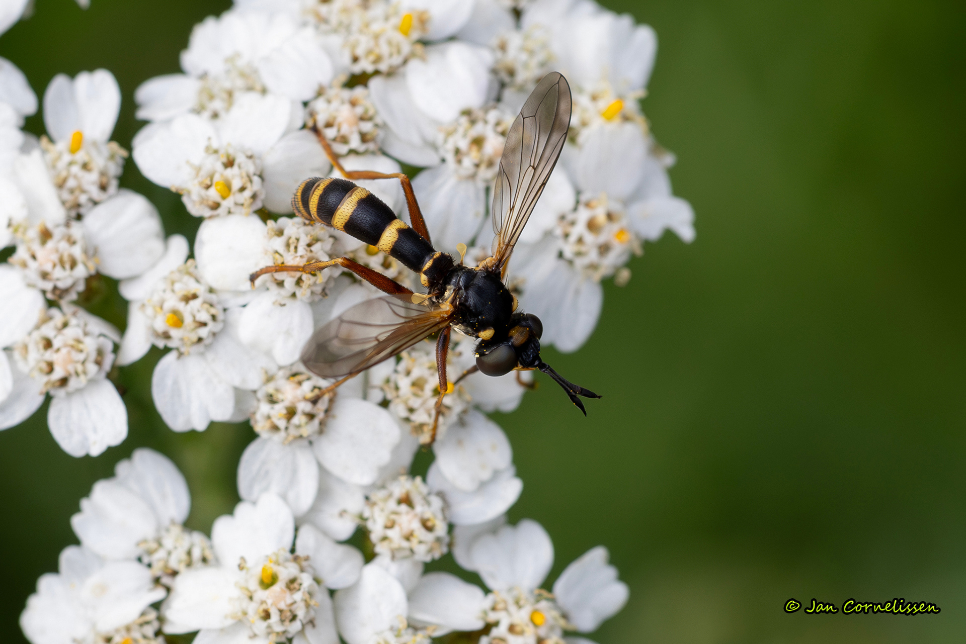 Zilveren blaaskop - Conops quadrifasciatus (Pelt, B) 2023