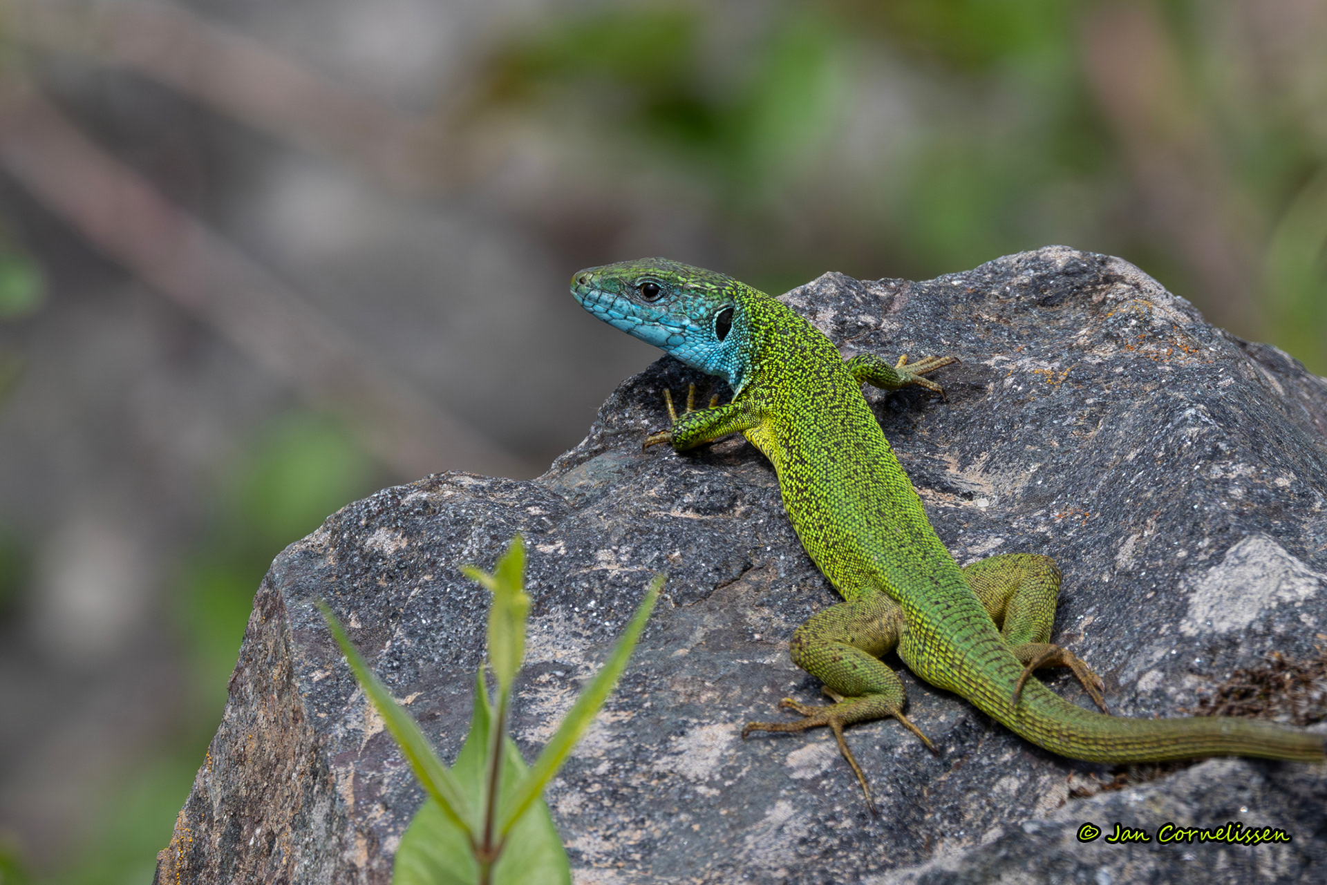 Smaragdhagedis - Lacerta viridis (Griekenland) 2019