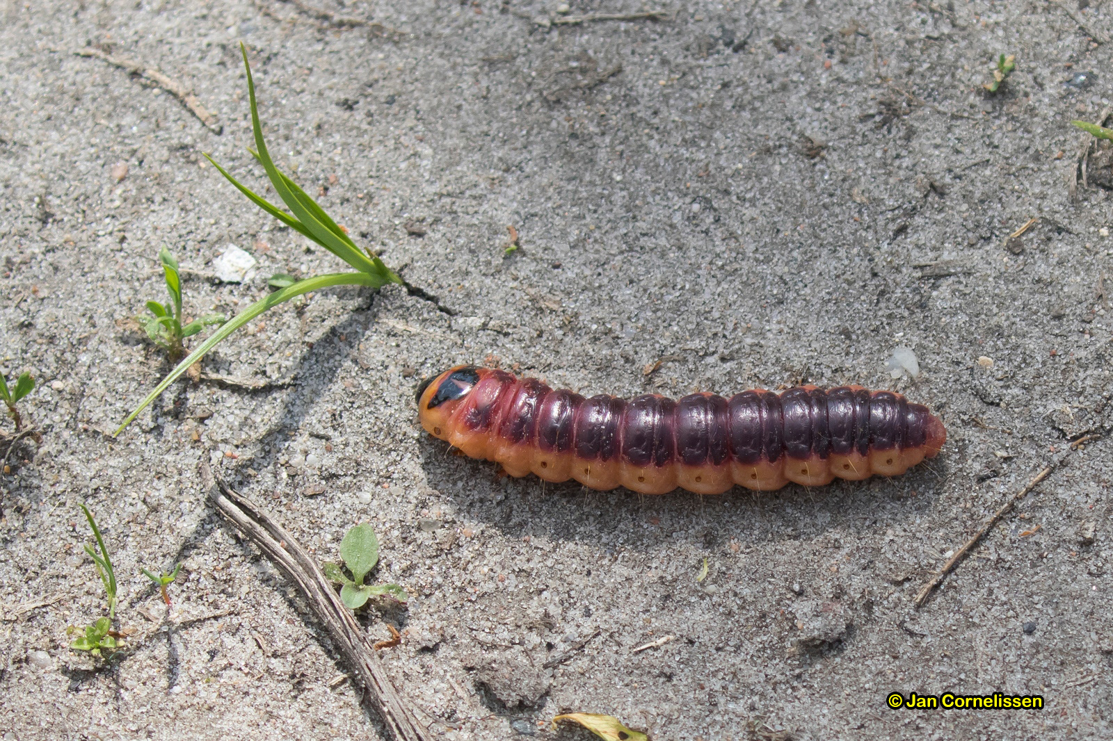 rups van Wilgenhoutvlinder - Cossus cossus (Osieczna, PL) 2017