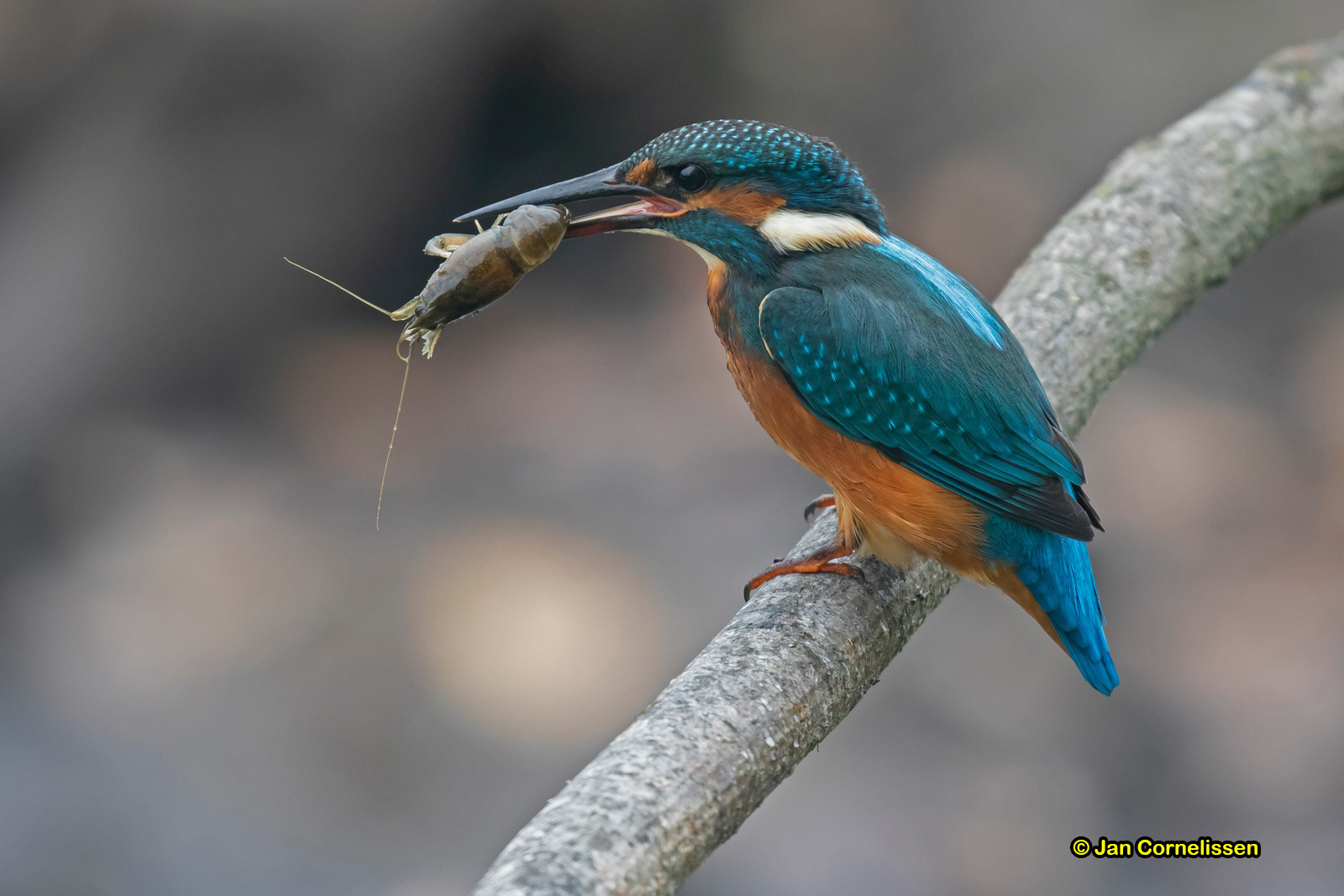 IJsvogel
