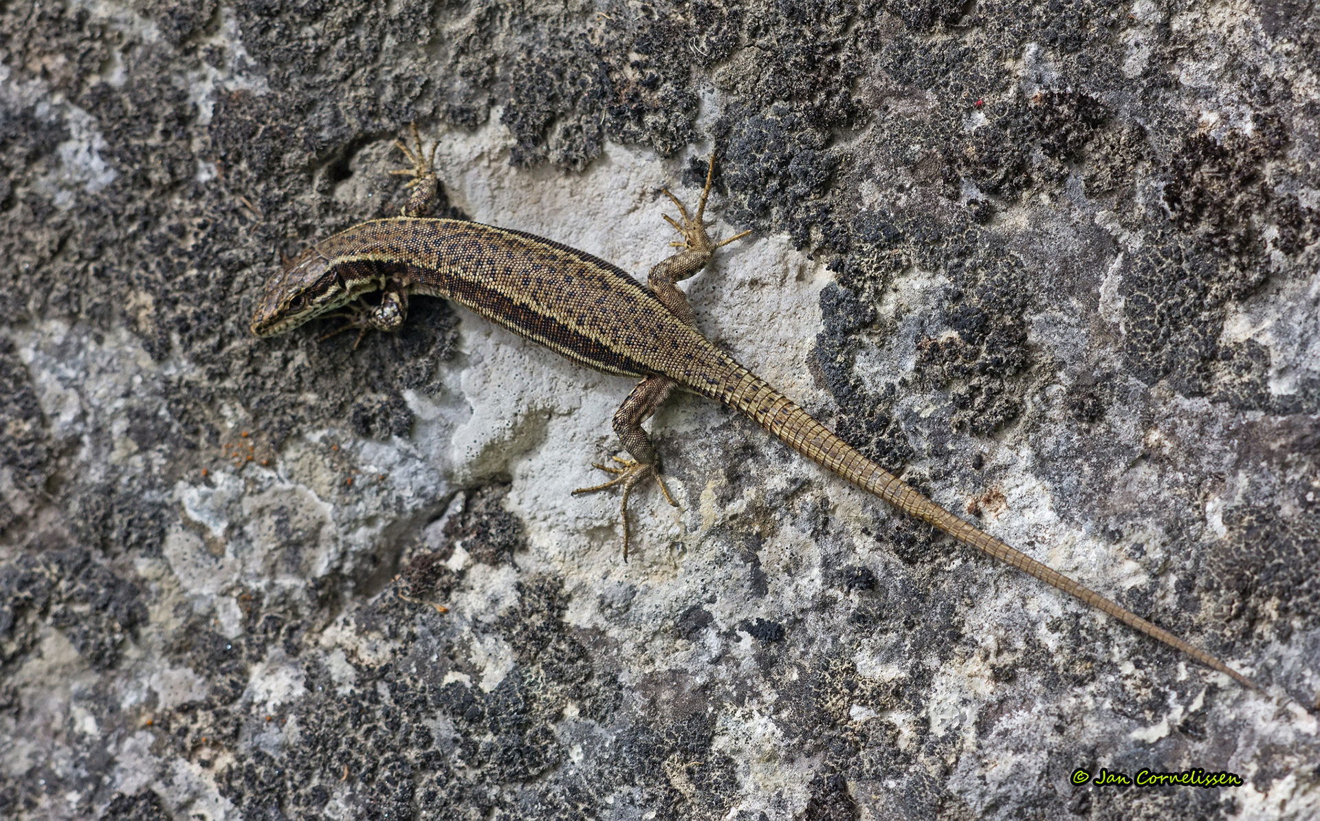 Muurhagedis - Podarcis muralis (Karpaten, RO) 2013