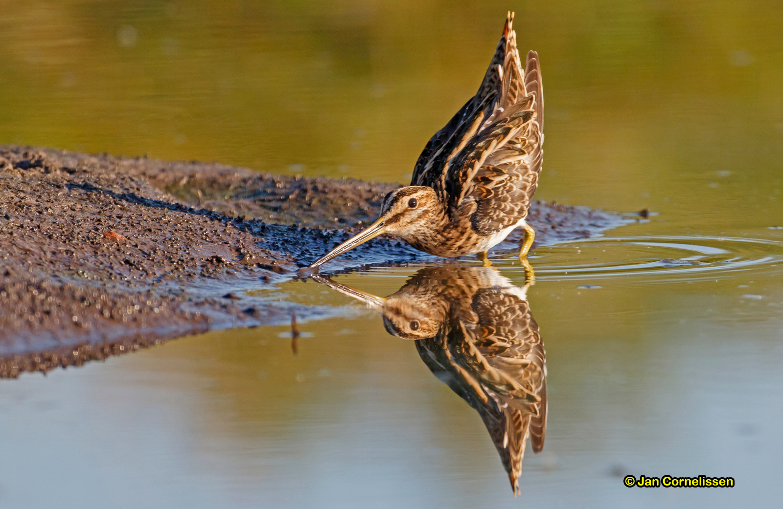 Watersnip