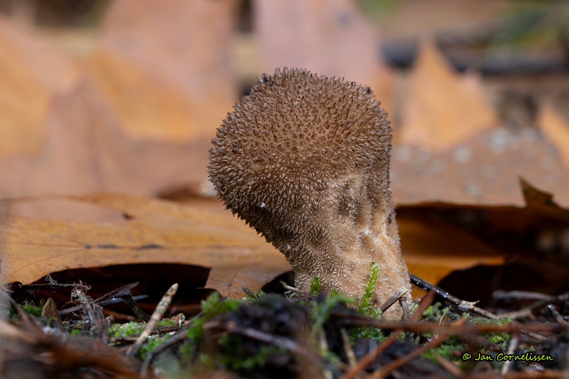 Zwartwordende stuifzwam