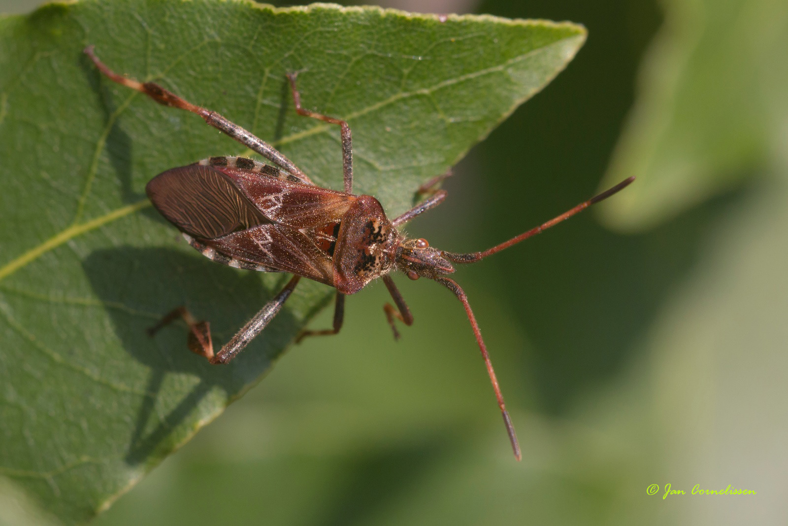 Bladpootrandwants - Leptoglossus occidentalis 2017