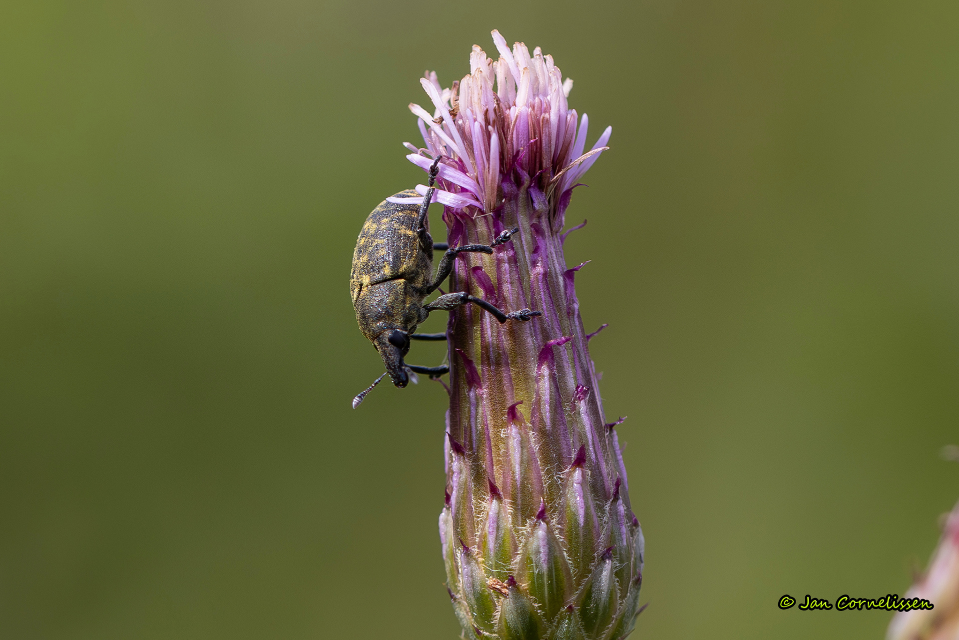 Larinus turbinatus (een snuitkever) (Ospel, NL) 2024