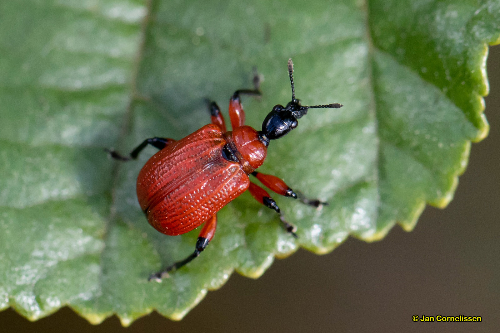 Hazelaarbladrolkever - Apoderus coryli (Pelt, B)