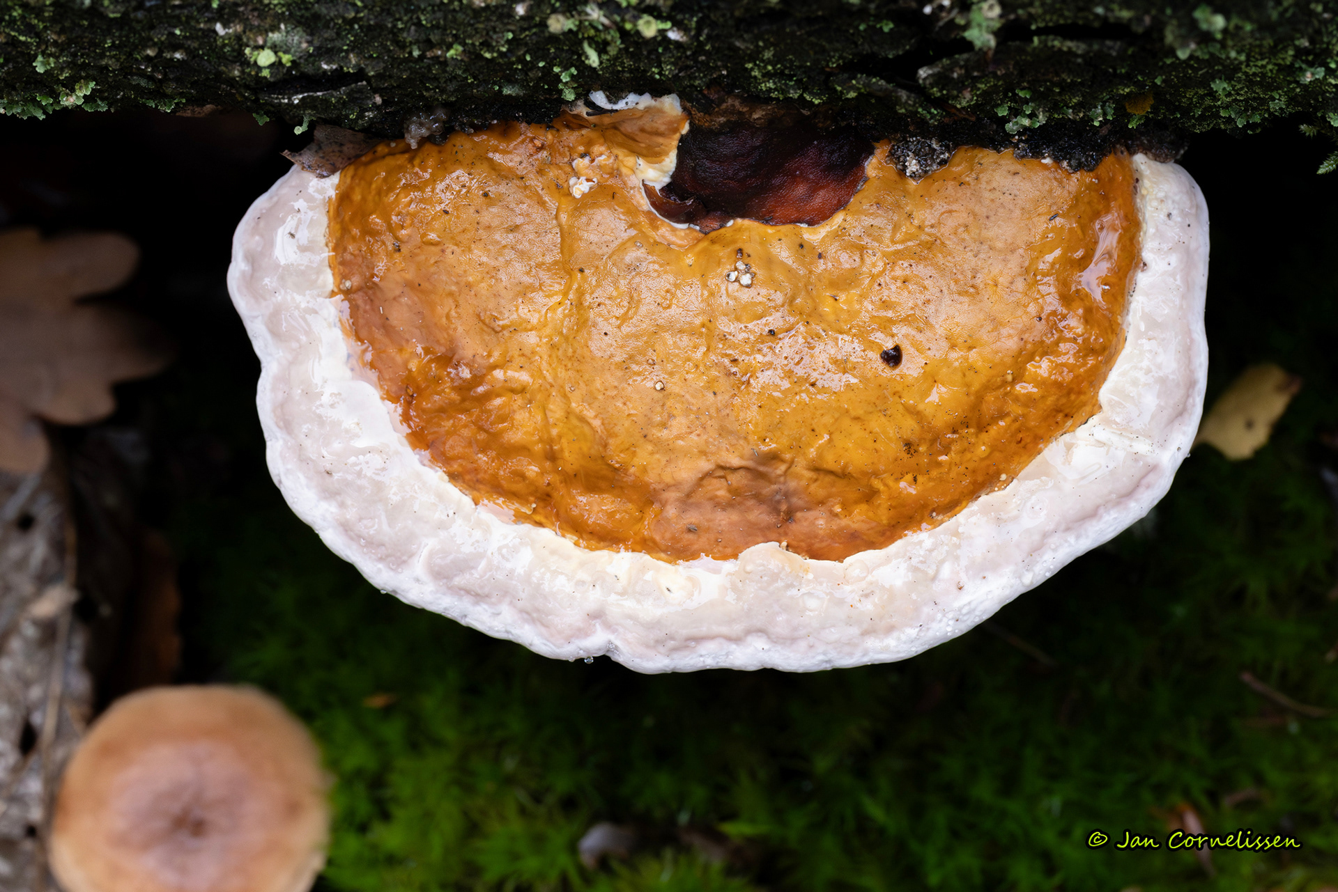 Roodgerande houtzwam