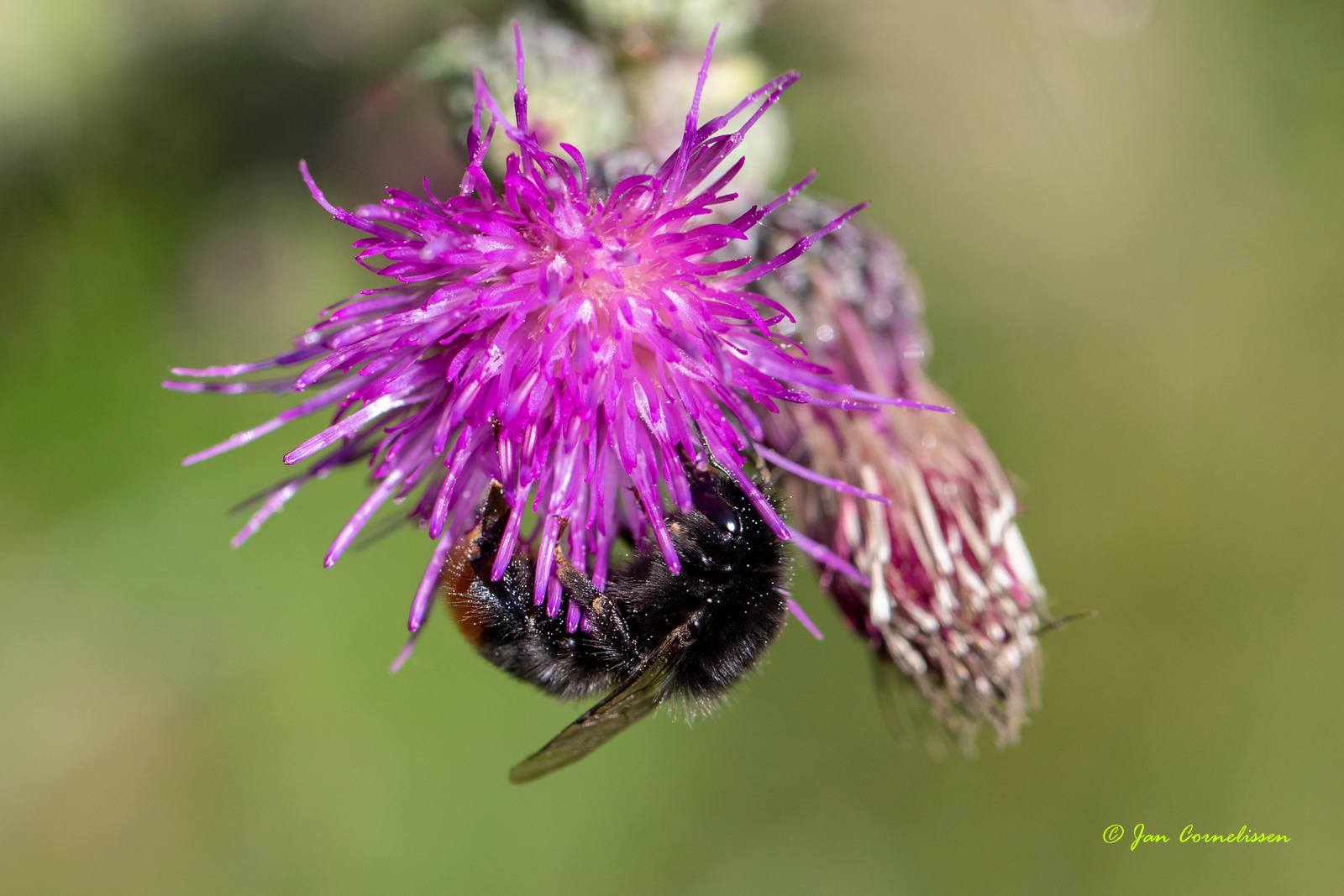 Steenhommel - Bombus lapidarius (Ospel, NL) 2020