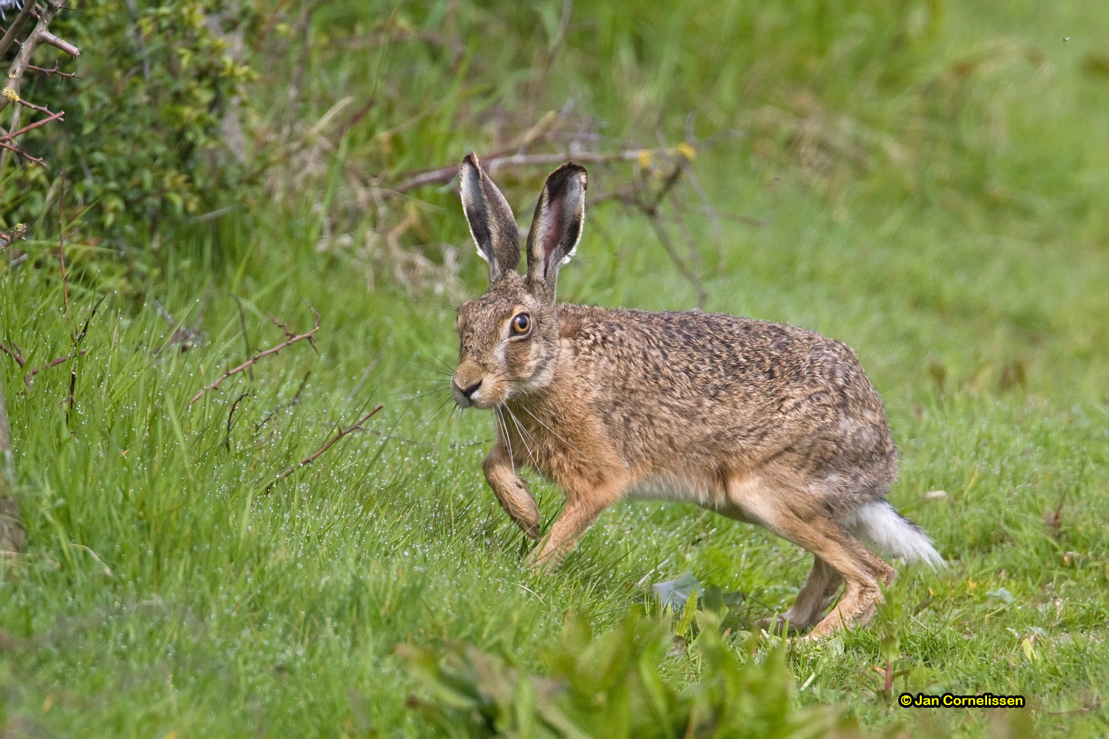 Haas - Lepus europaeus (Zeeland, NL) 2010