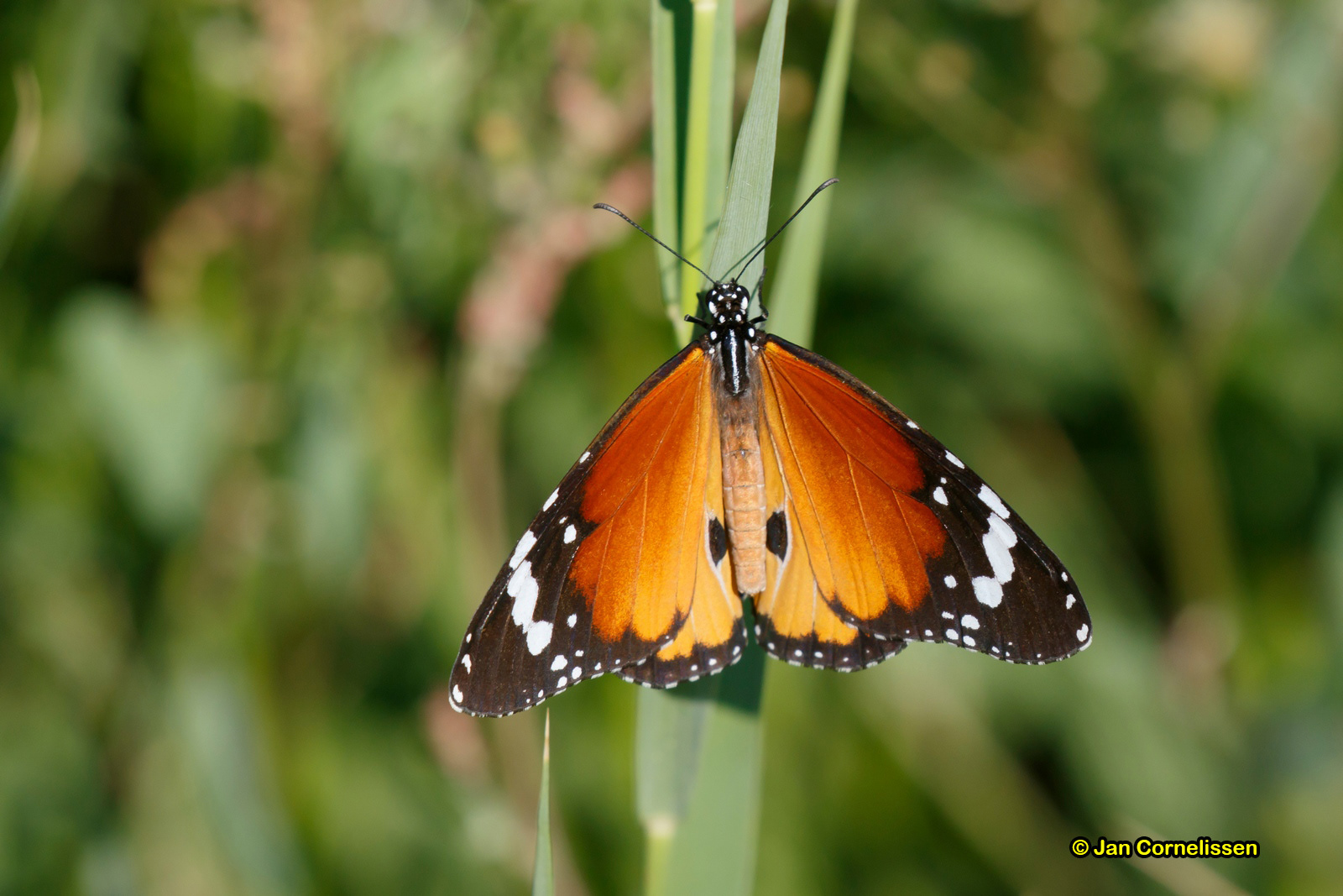 Kleine monarchvlinder - Danaus chrysippus (Lesbos, GR) 2016