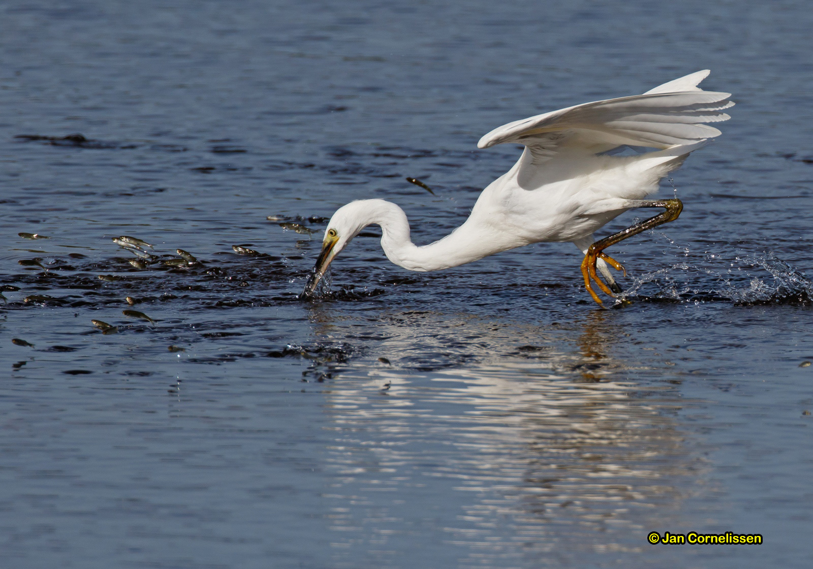 Kleine zilverreiger