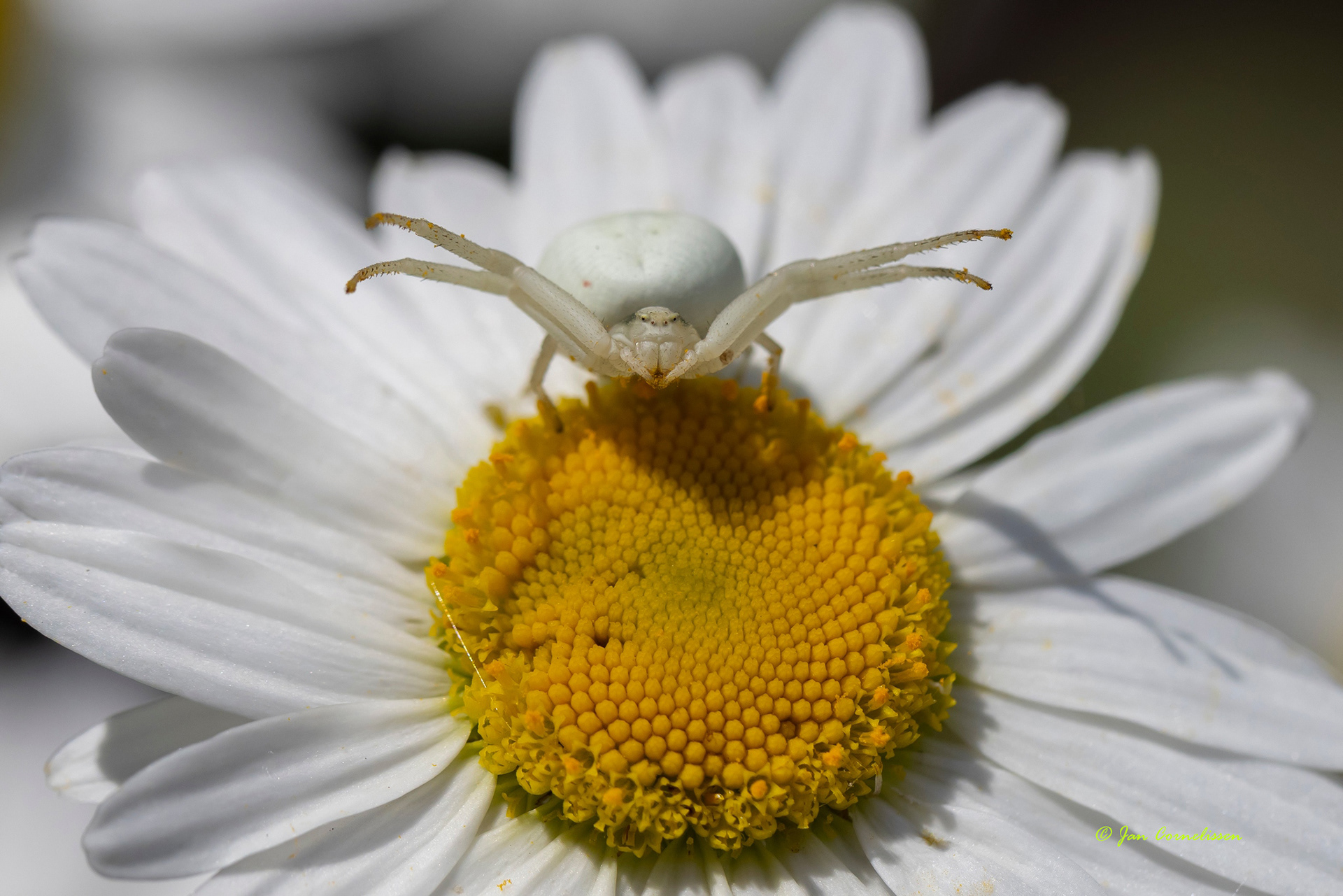Gewone kameleonspin