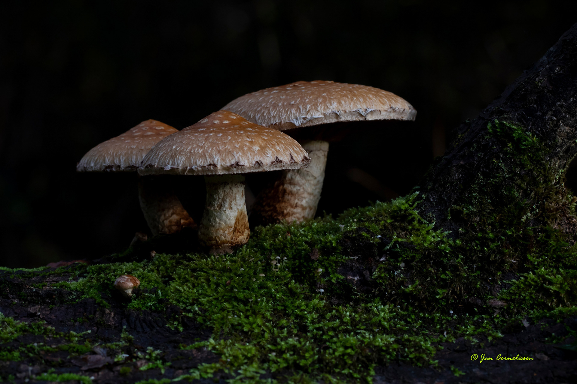 Wollige bundelzwam