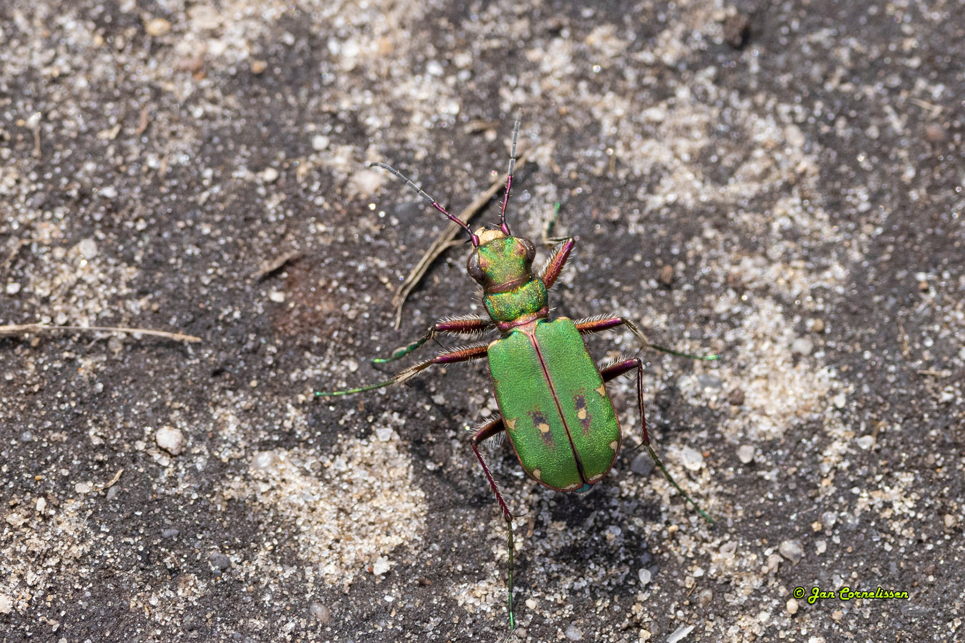 Groene zandloopkever - Cicindela campestris (Lommel, B) 2023