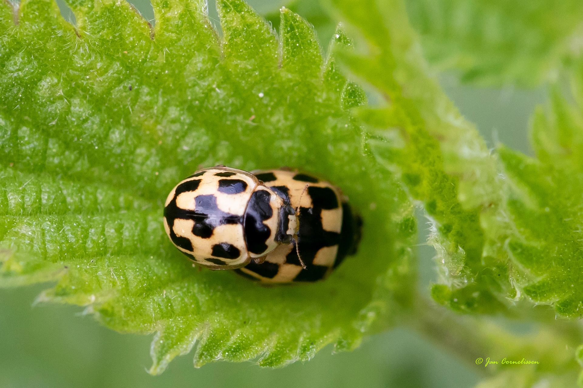 Schaakbordlieveheersbeestje - Propylea quatuordecimpunctata(Pelt, B) 2020