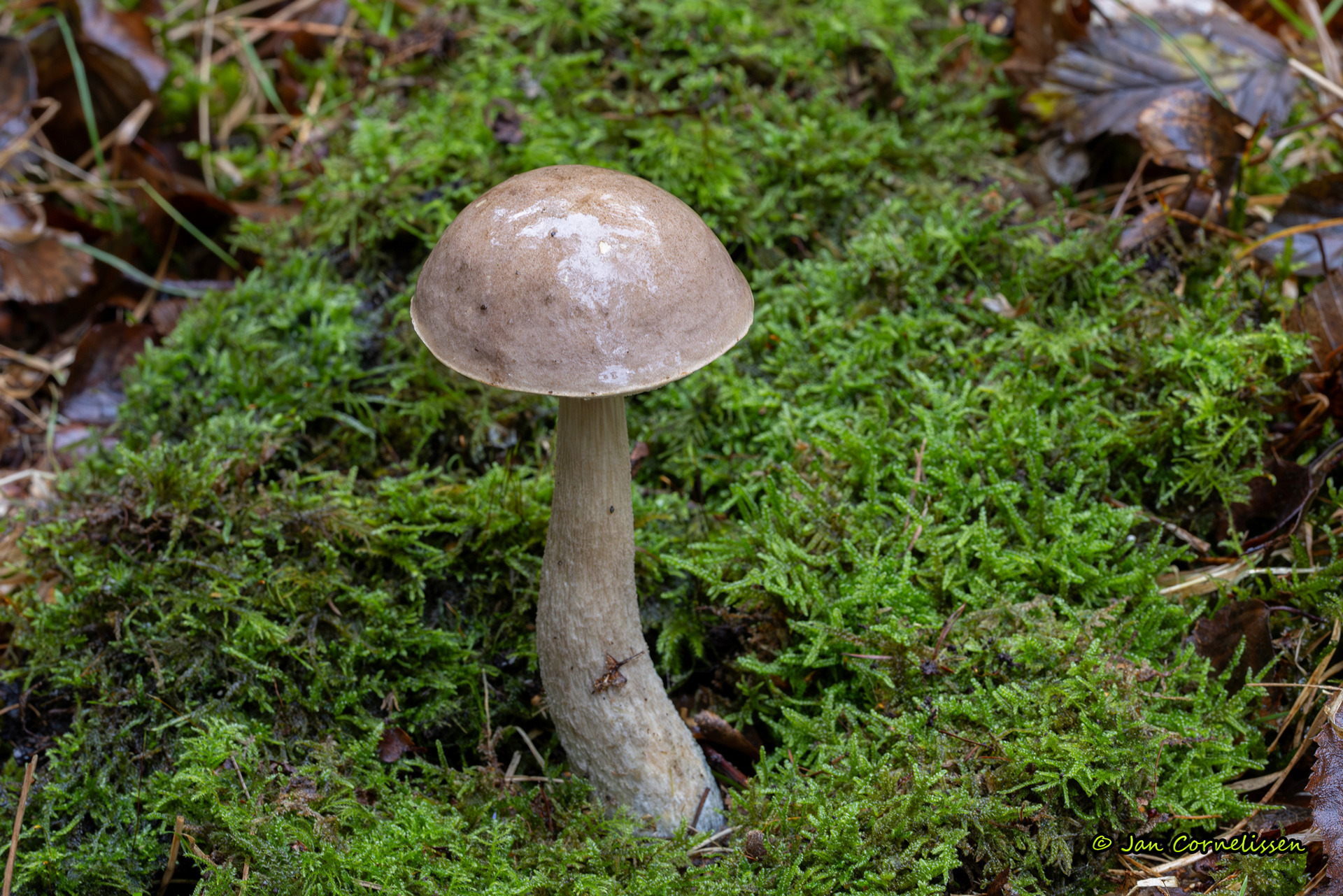 Bruingrijze berkenboleet