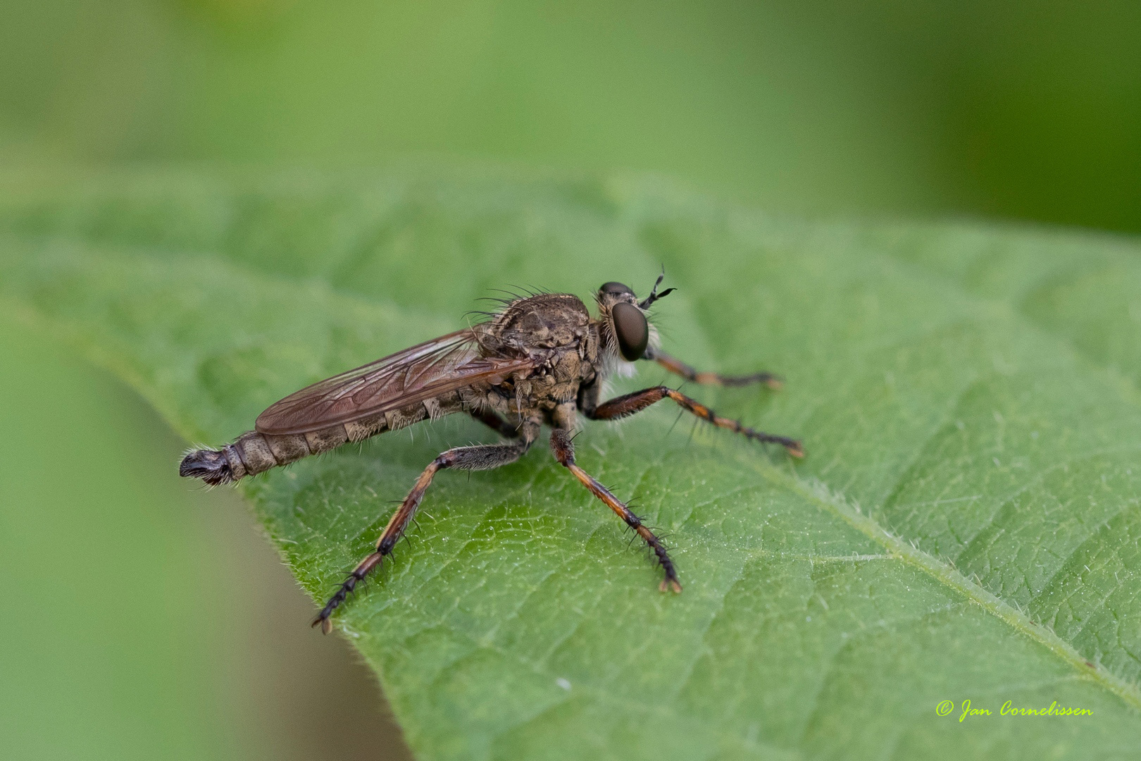 Ringpootroofvlieg - Machimus cingulatus (Pelt, B), 2020