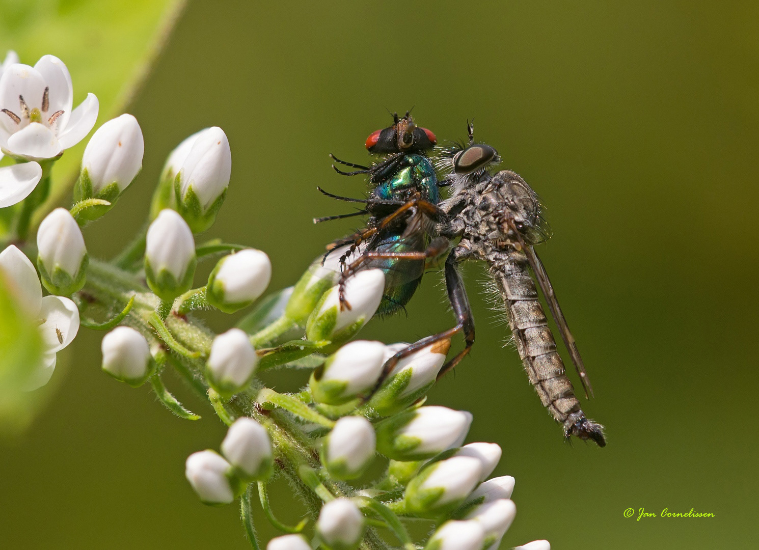 Gewone roofvlieg - Tolmerus atricapillus (Pelt, B), 2013