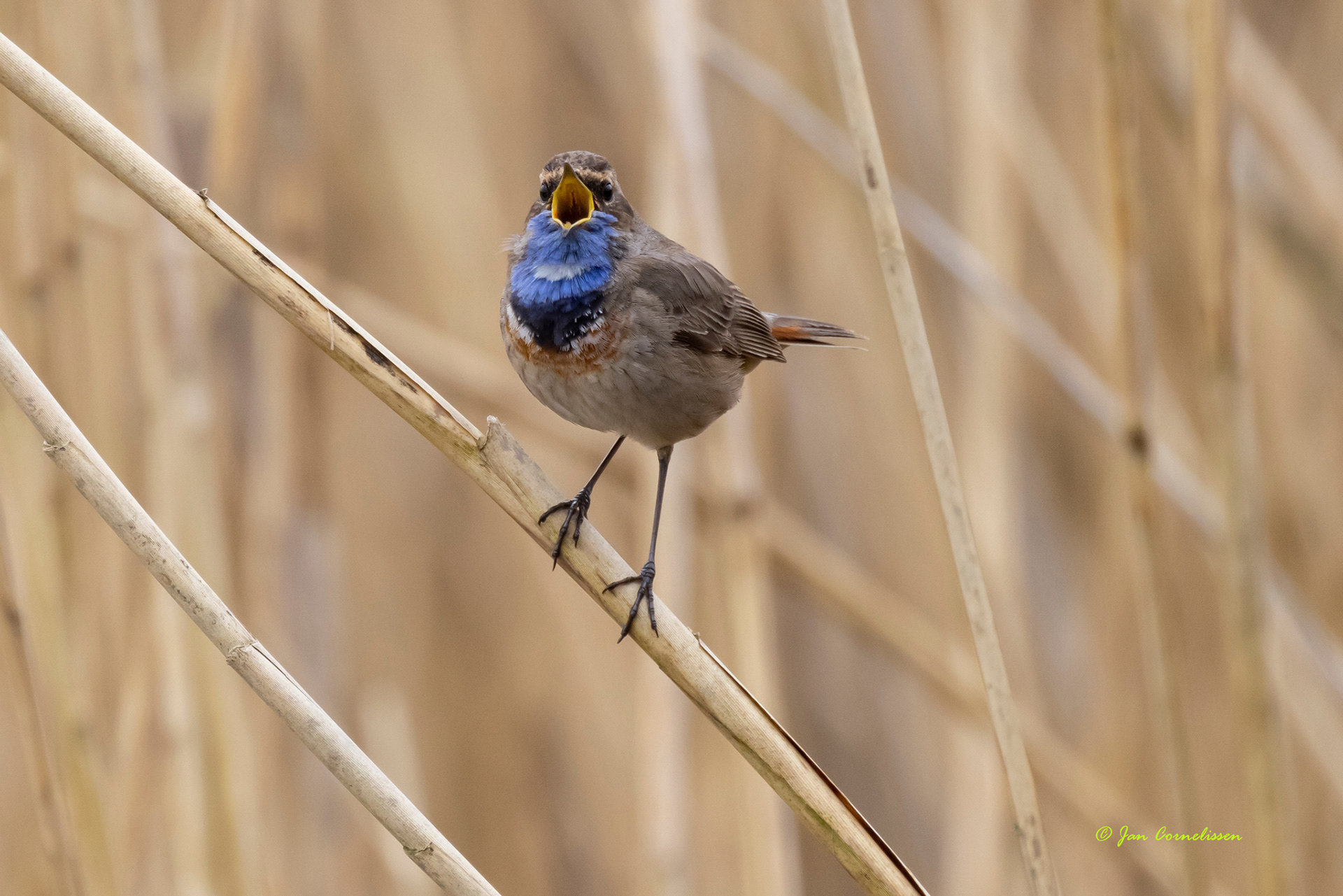 Blauwborst