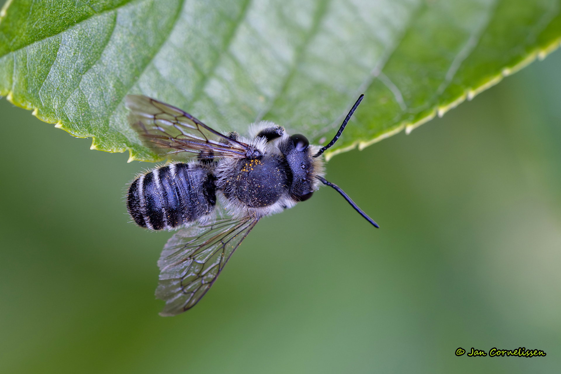 Behangersbij spec., (Pelt, B) 2025
