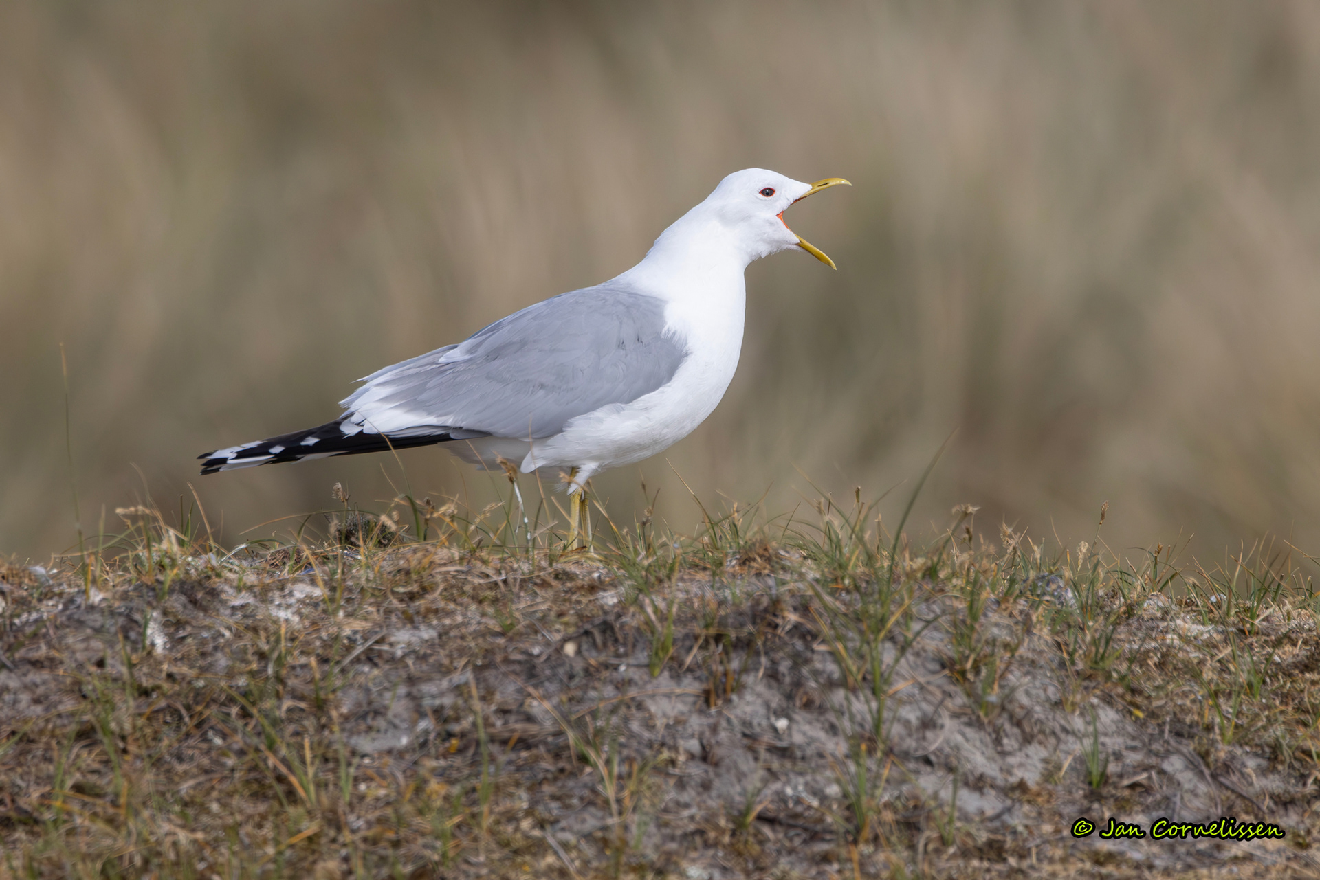 Stormvogel