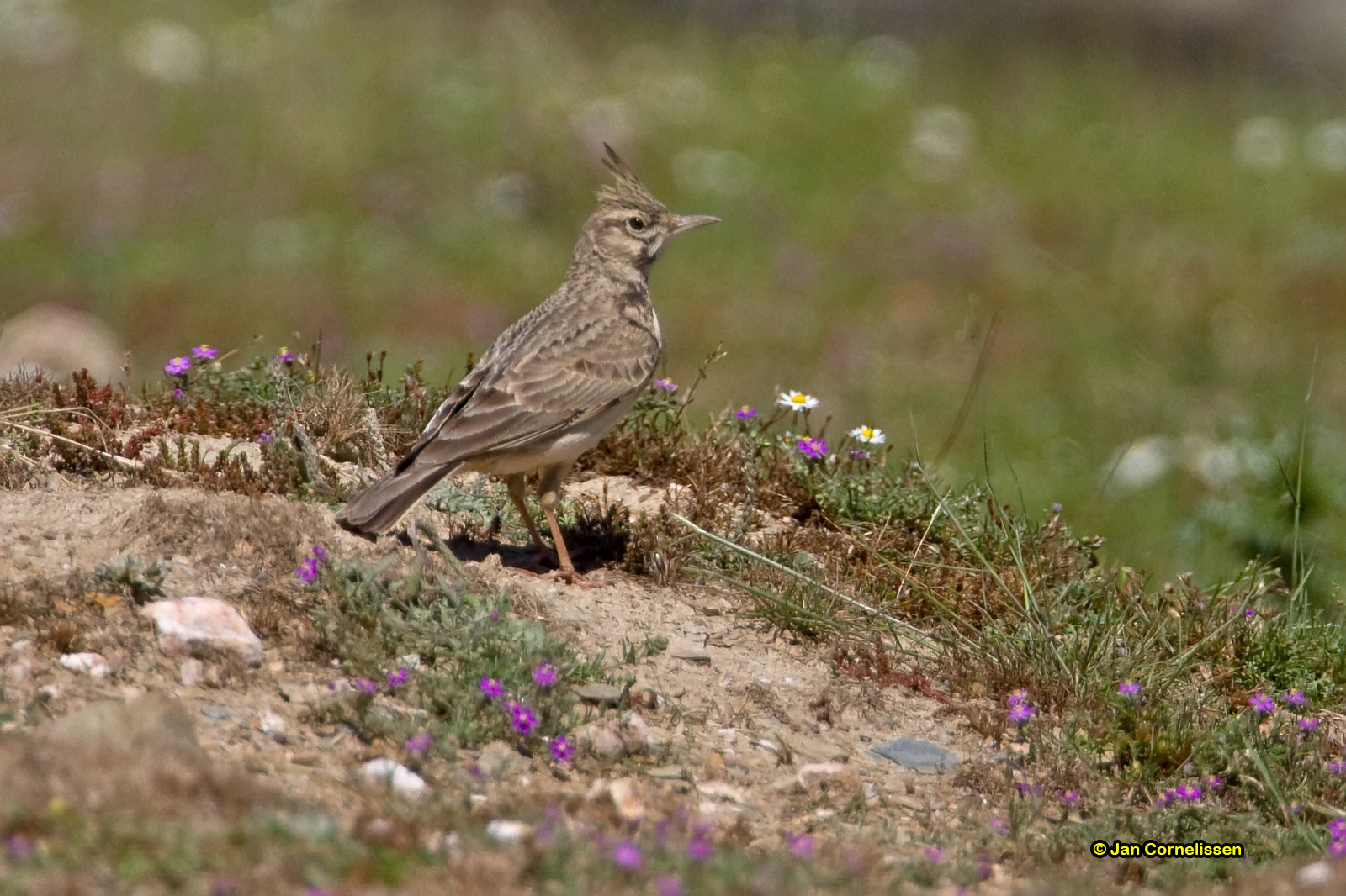 Kuifleeuwerik - Crested Lark - Galerida cristata