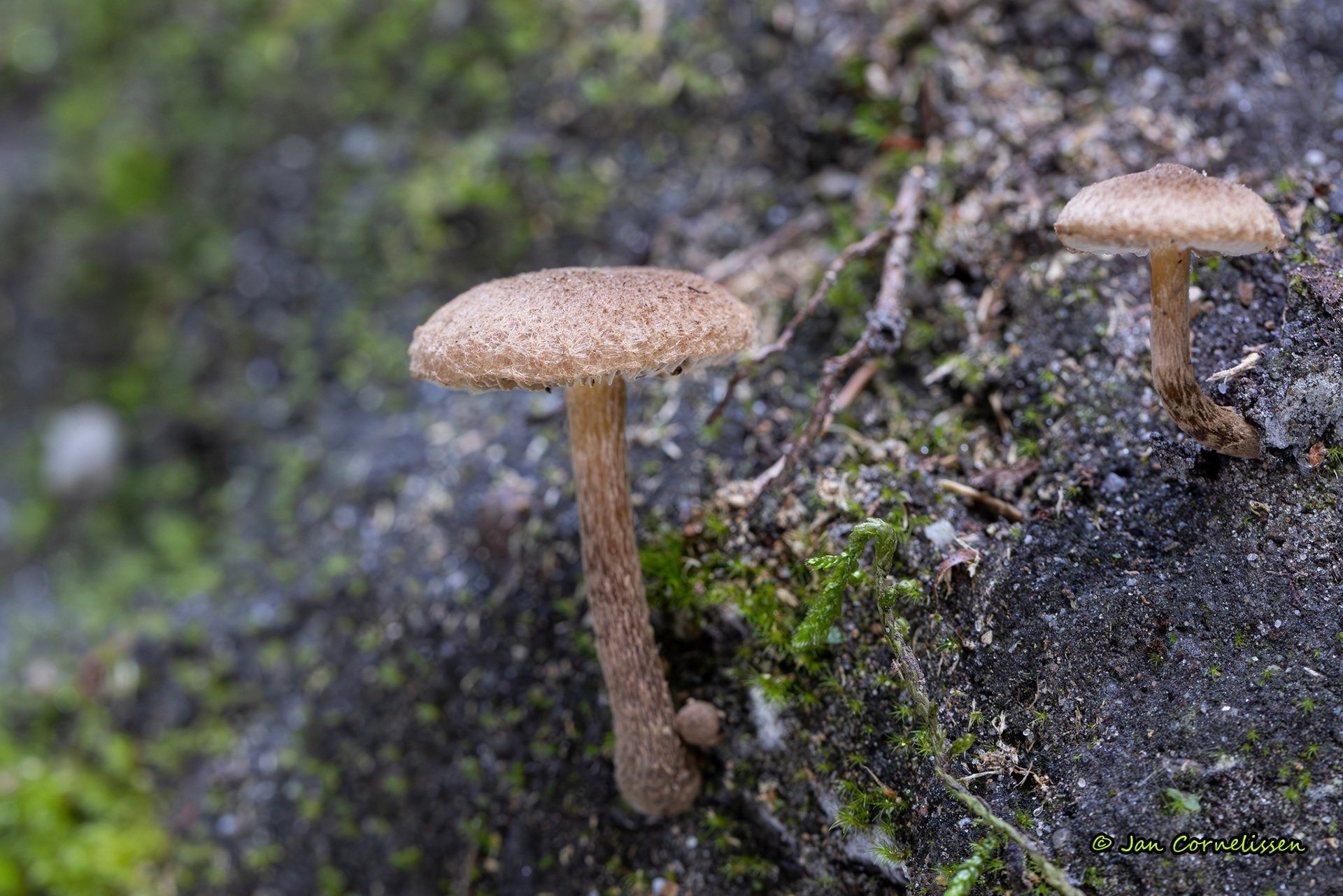 Zandpadvezelkop