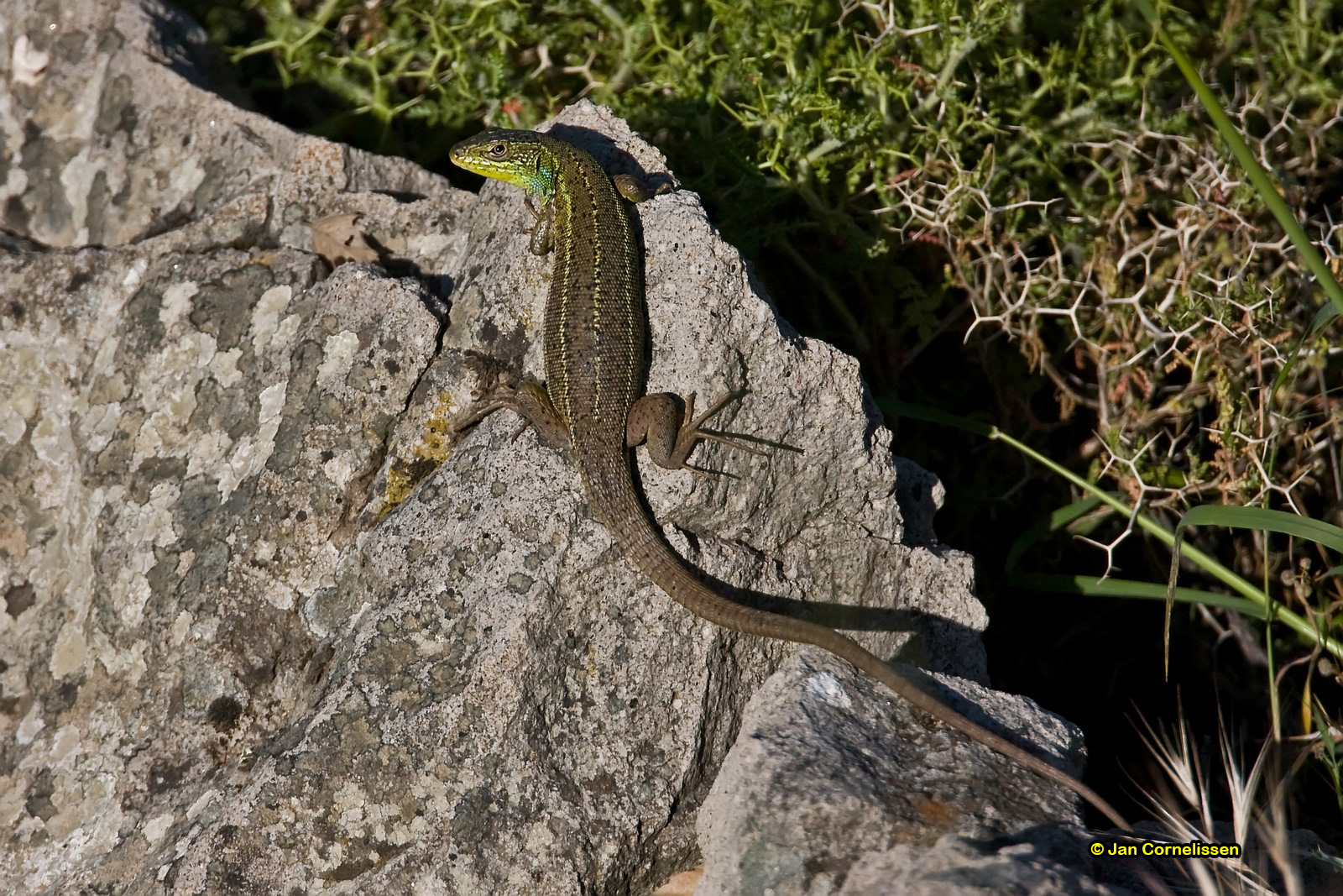Reuzensmaragdhagedis - Lacerta trilineata (Lesbos, GR) 2008