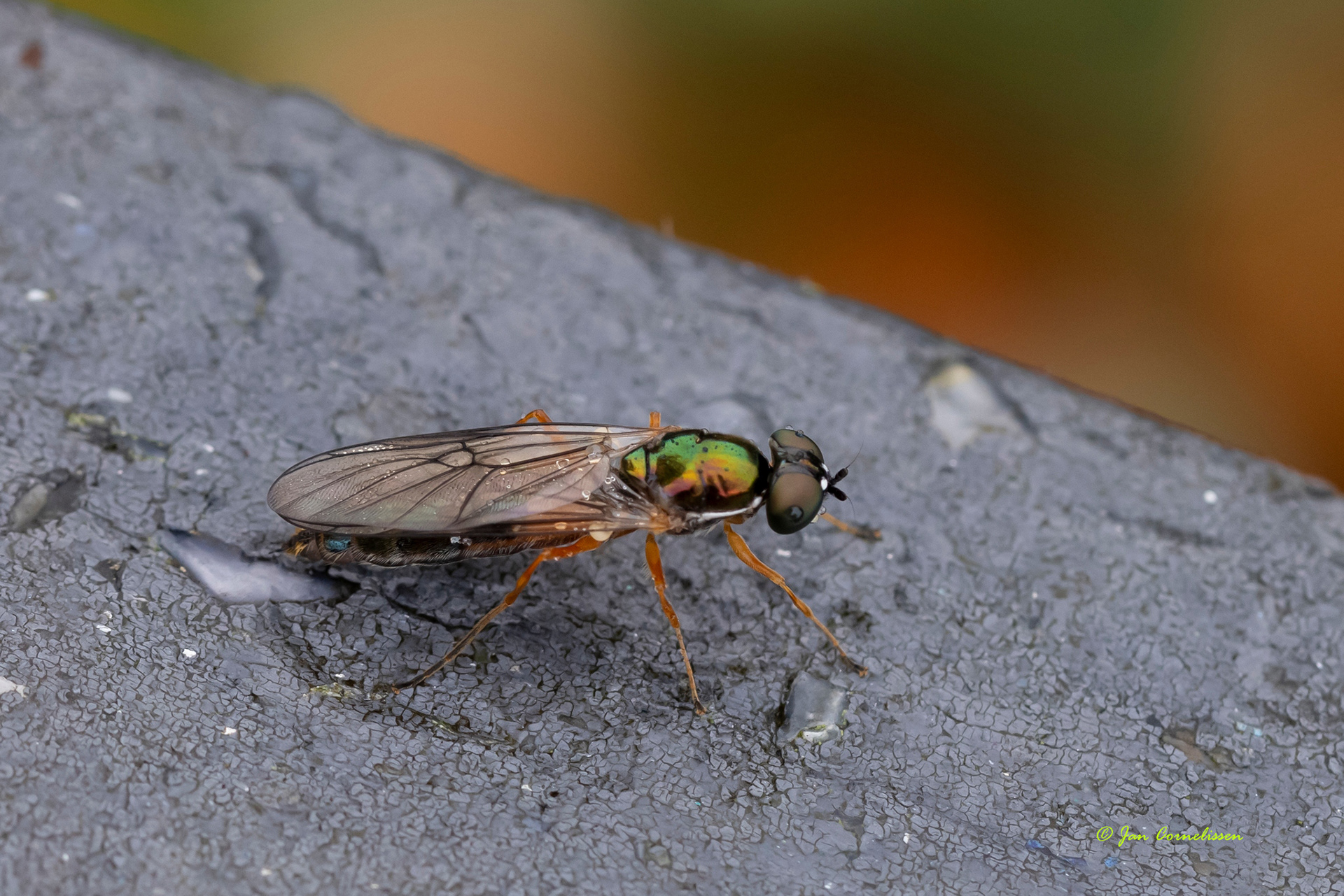 Herfstmetaalwapenvlieg - Sargus bipunctatus (Pelt, B) 2021