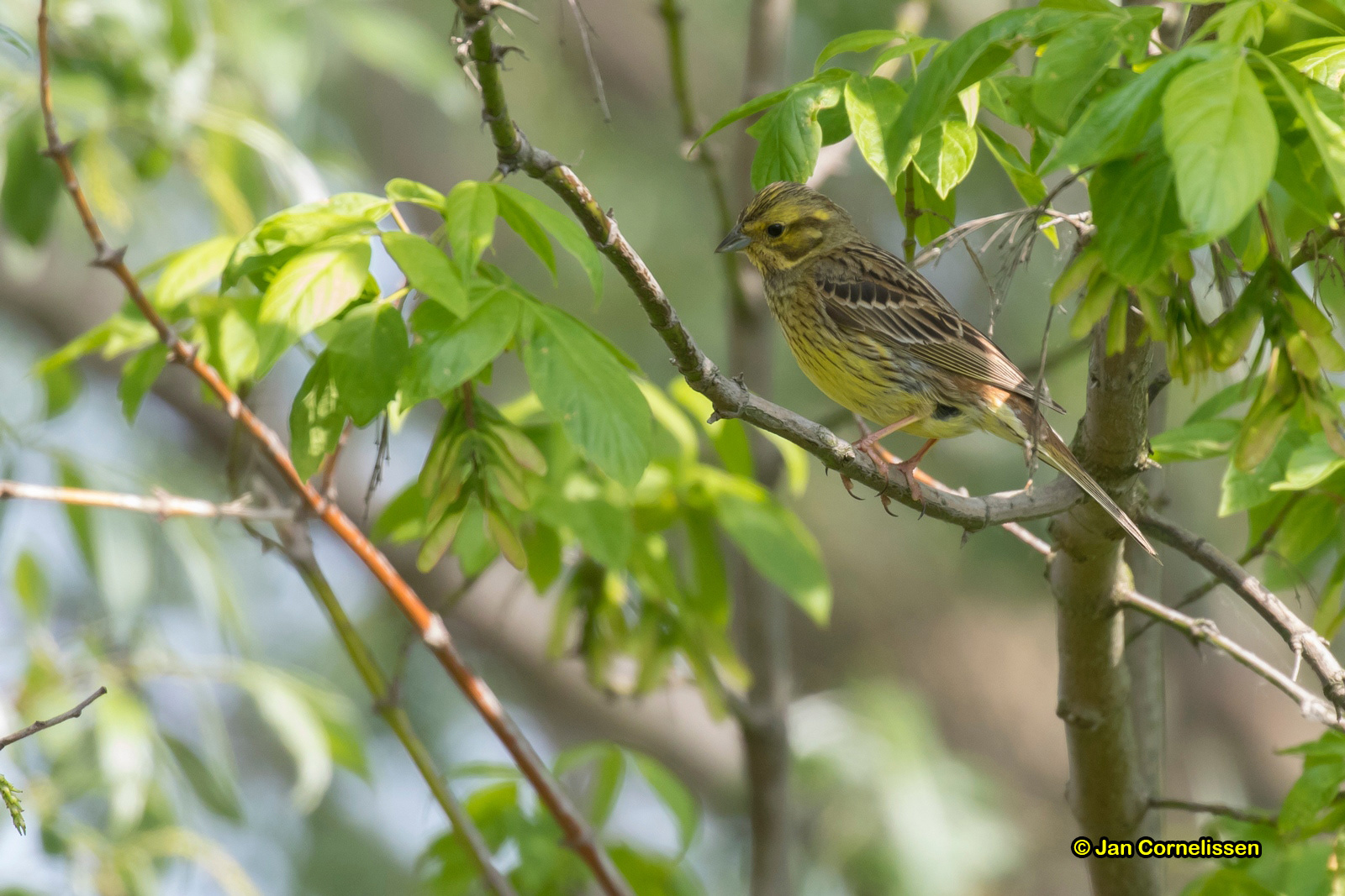 Geelgors - Yellowhammer - Emberiza citrinella