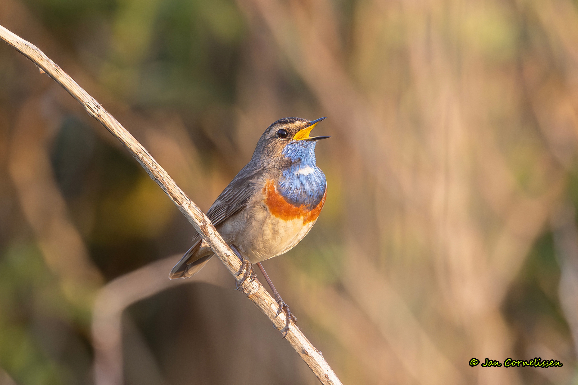Blauwborst
