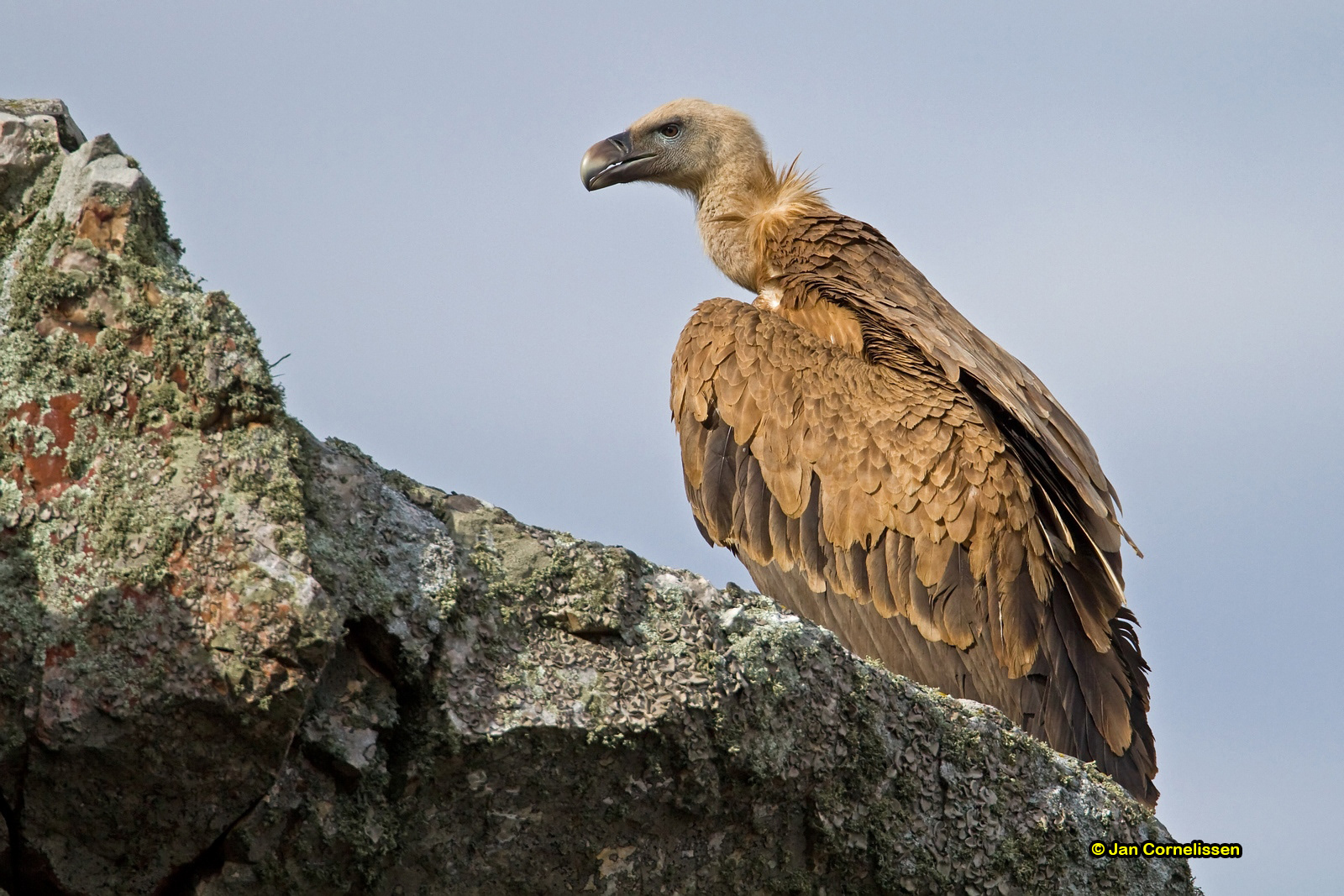 Vale gier - Griffon Vulture - Gyps fulvus