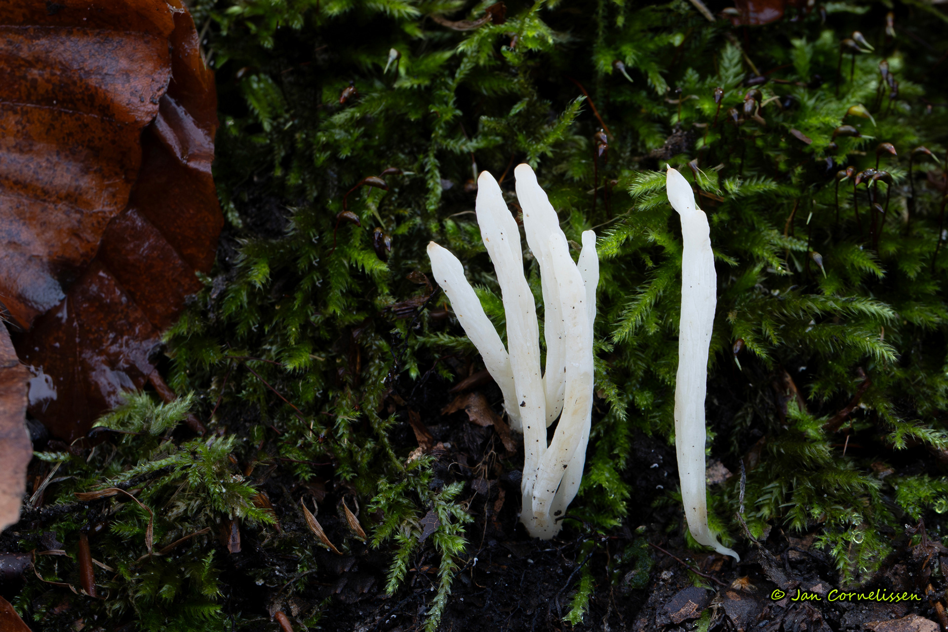 Wormvormige knotszwam