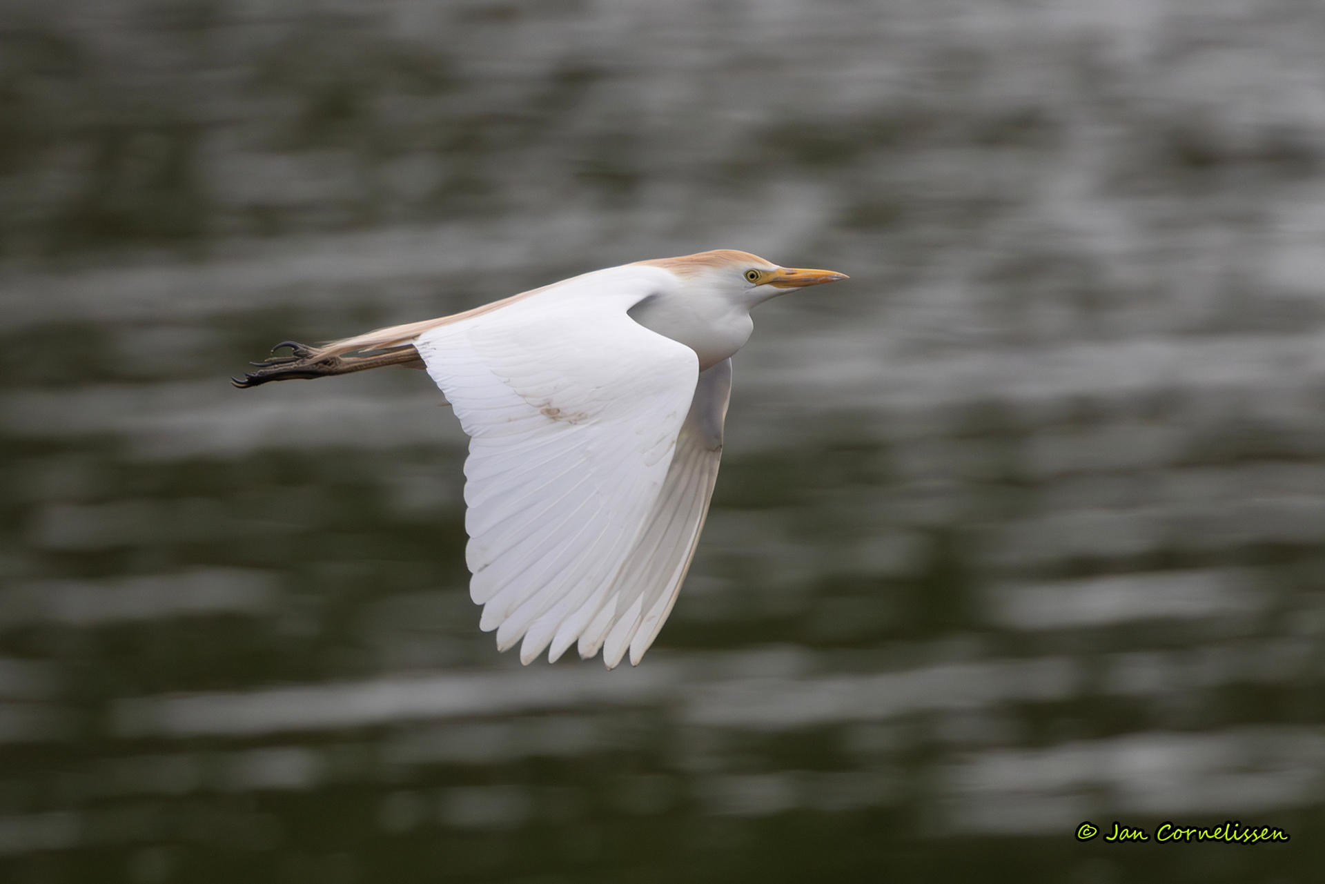 Koereiger
