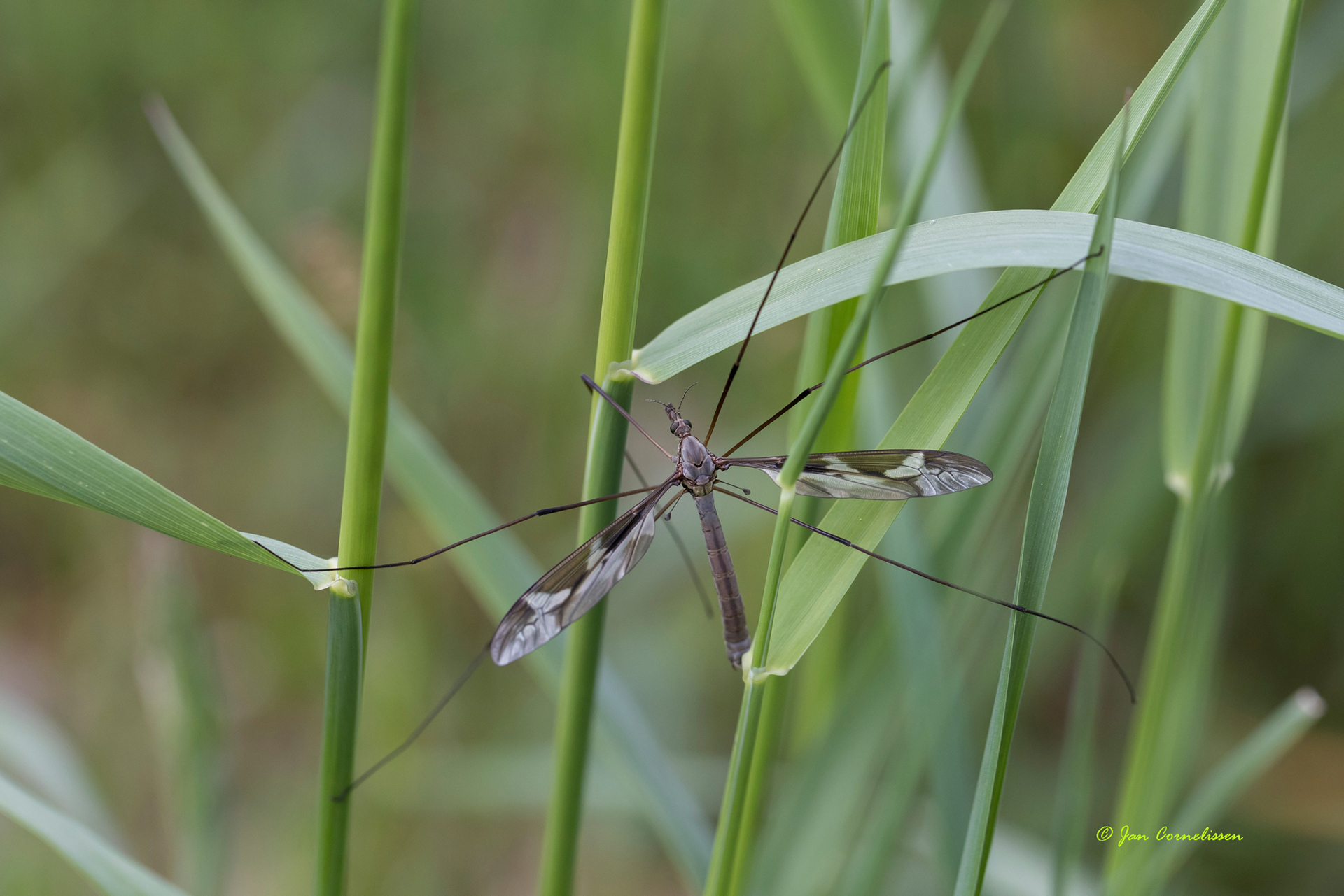 Reuzenlangpootmug - Tipula maxima (Pelt, B) 2022