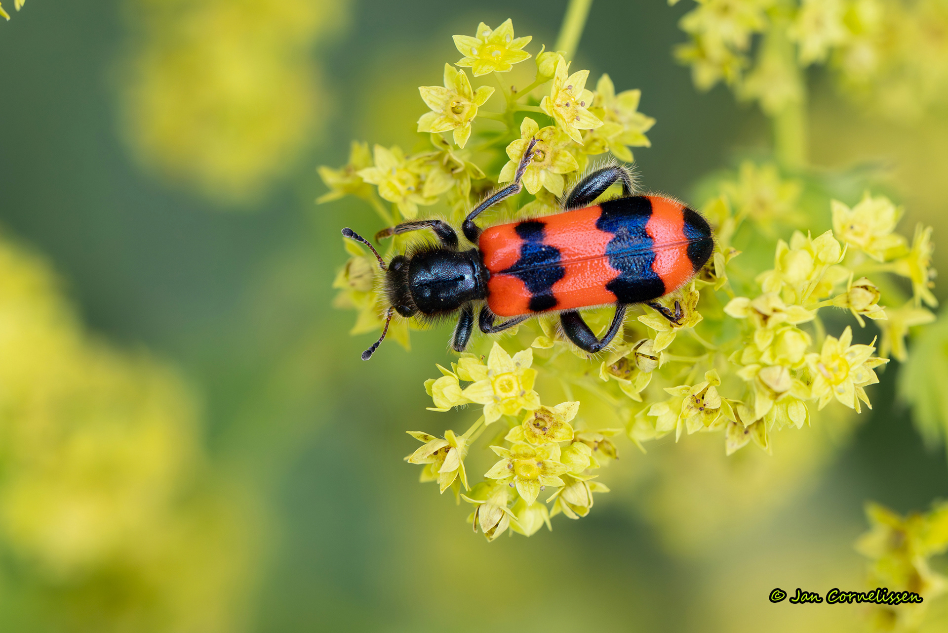 Bijenkever - Trichodes apiarius (Pelt, B) 2025