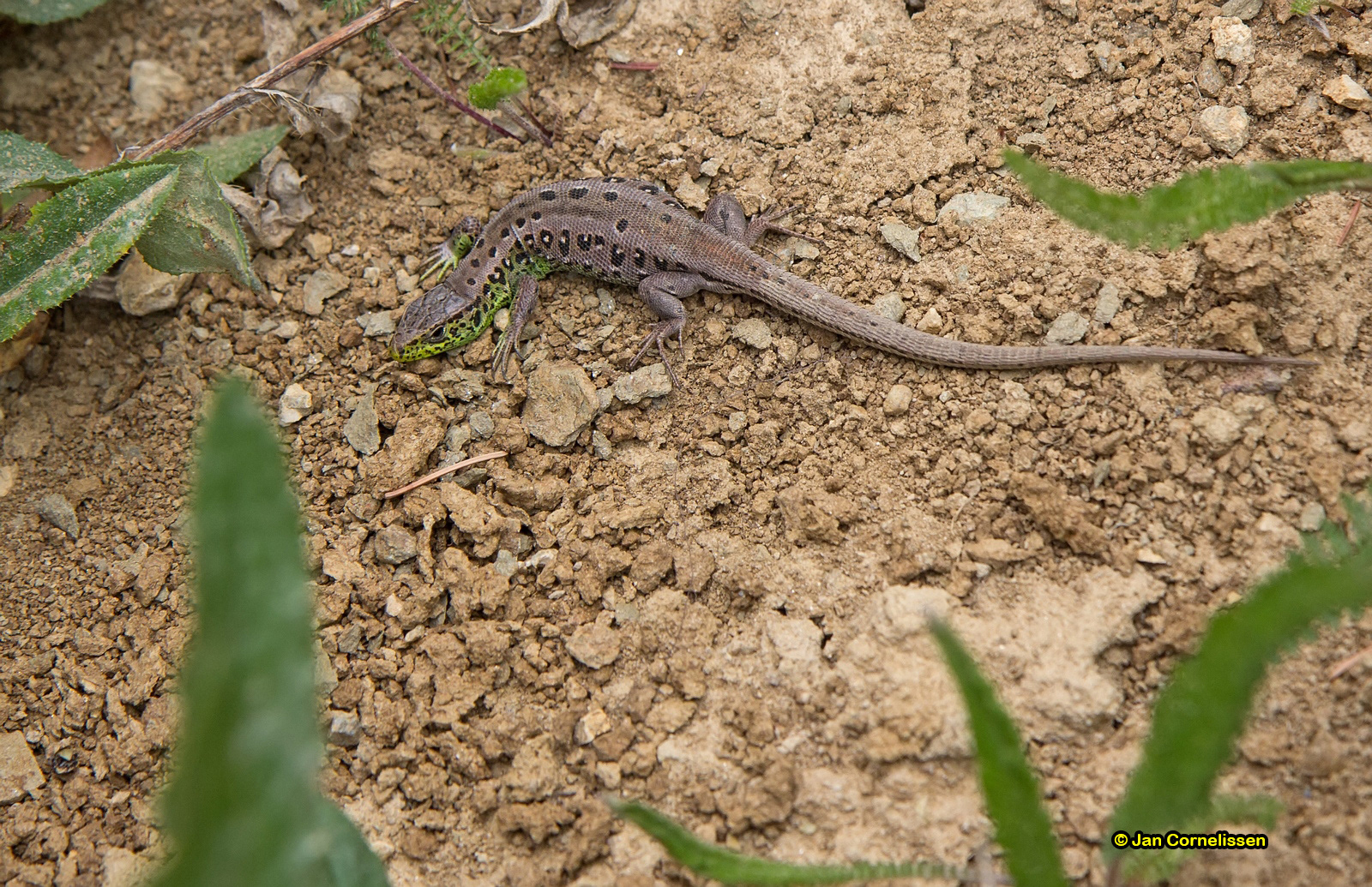 Zandhagedis ♀ - Lacerta agilis (Karpaten, RO) 2013