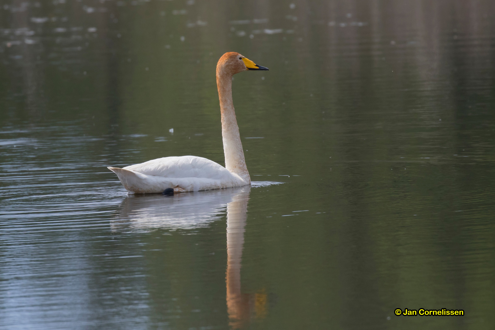 Wilde zwaan - Whooper Swan - Cygnus cygnus