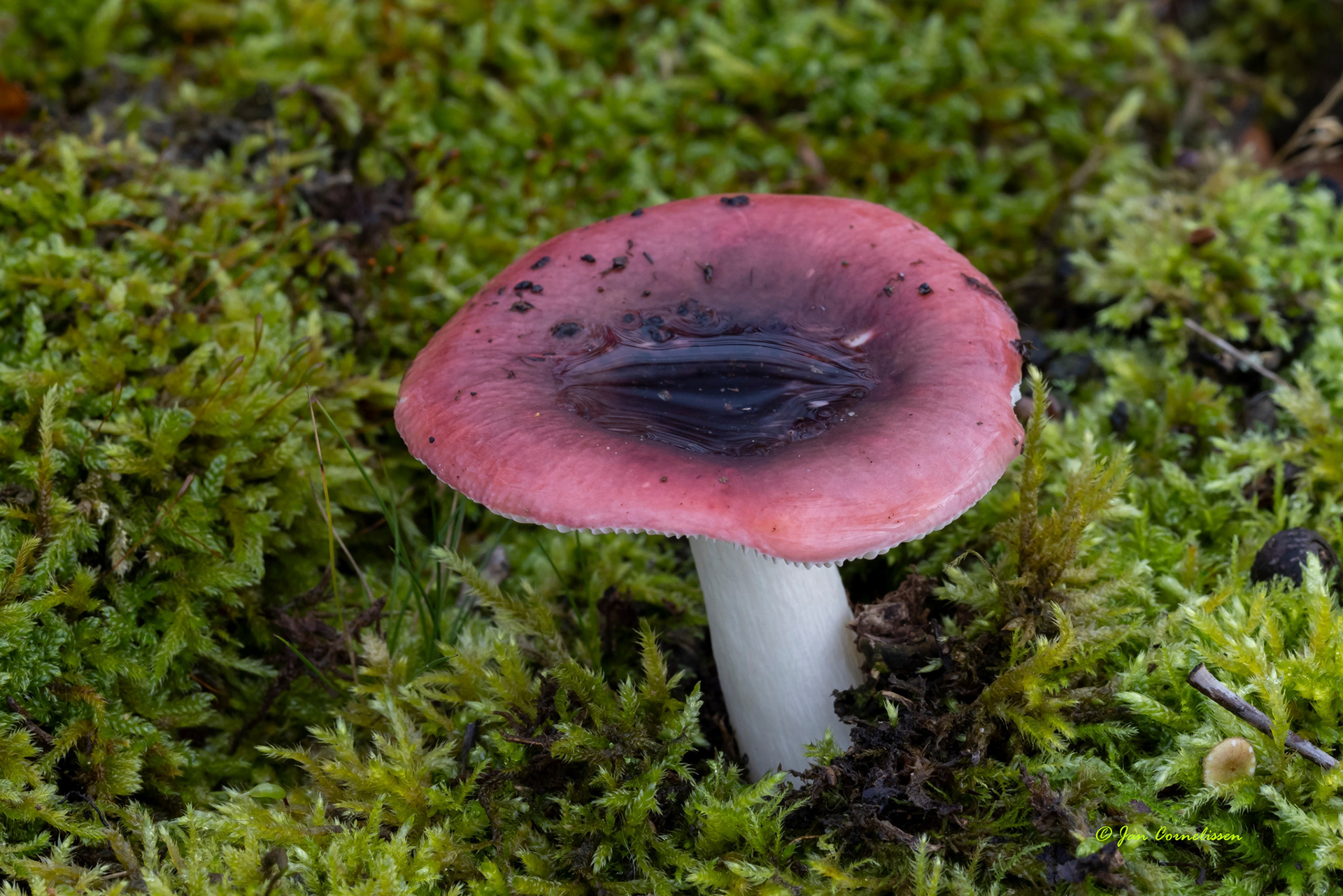 Broze russula