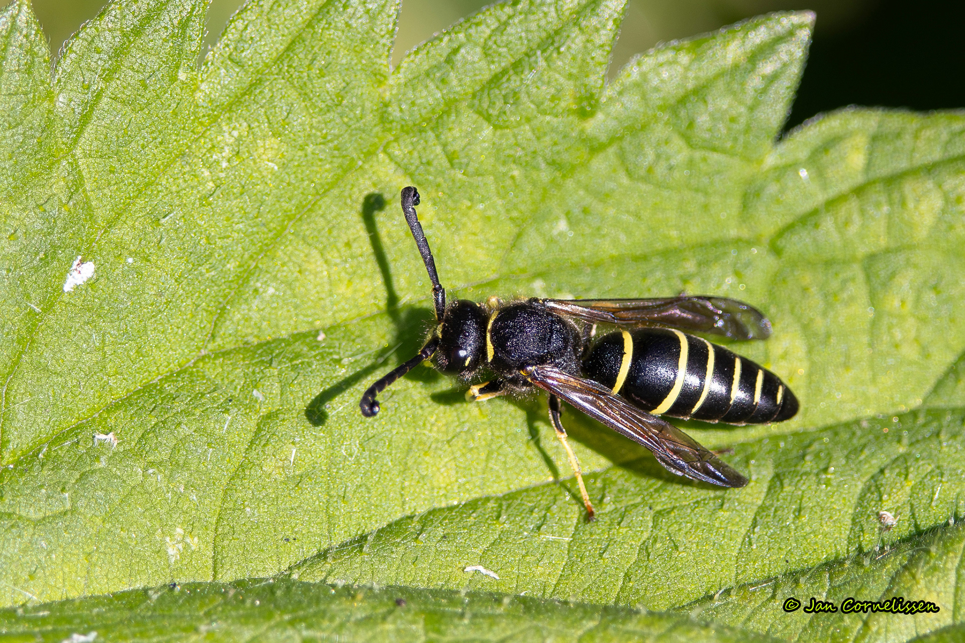 Gewone schoorsteenwesp - Odynerus spinipes (Pelt, B) 2024