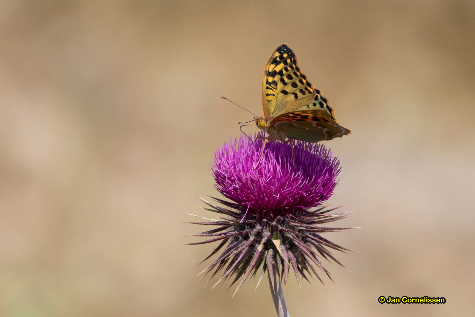 Kardinaalsmantel - Argynnis pandora (Lesbos, GR) 2018