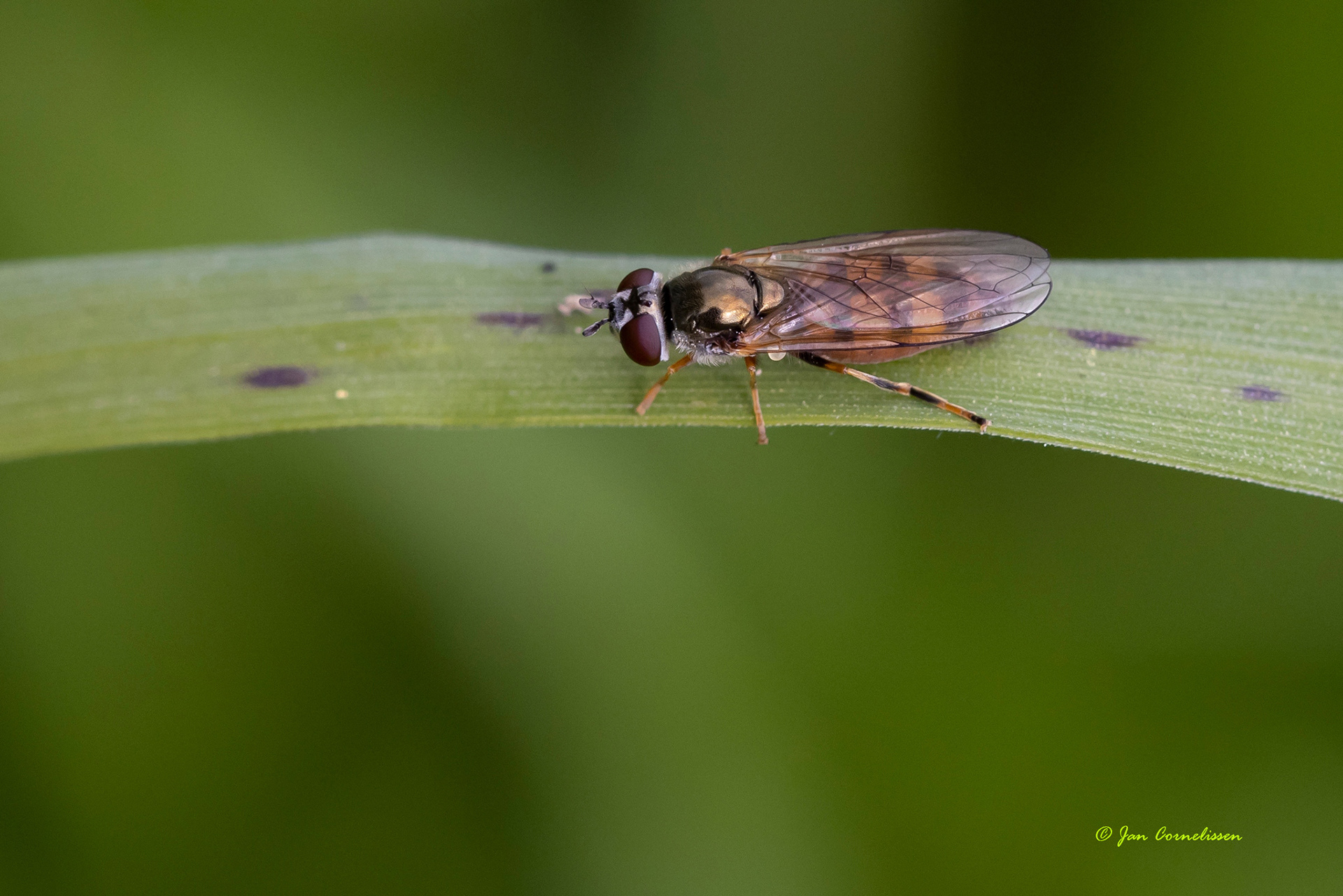 Gewoon platvoetje - Platycheirus clypeatus (Pelt, B) 2022