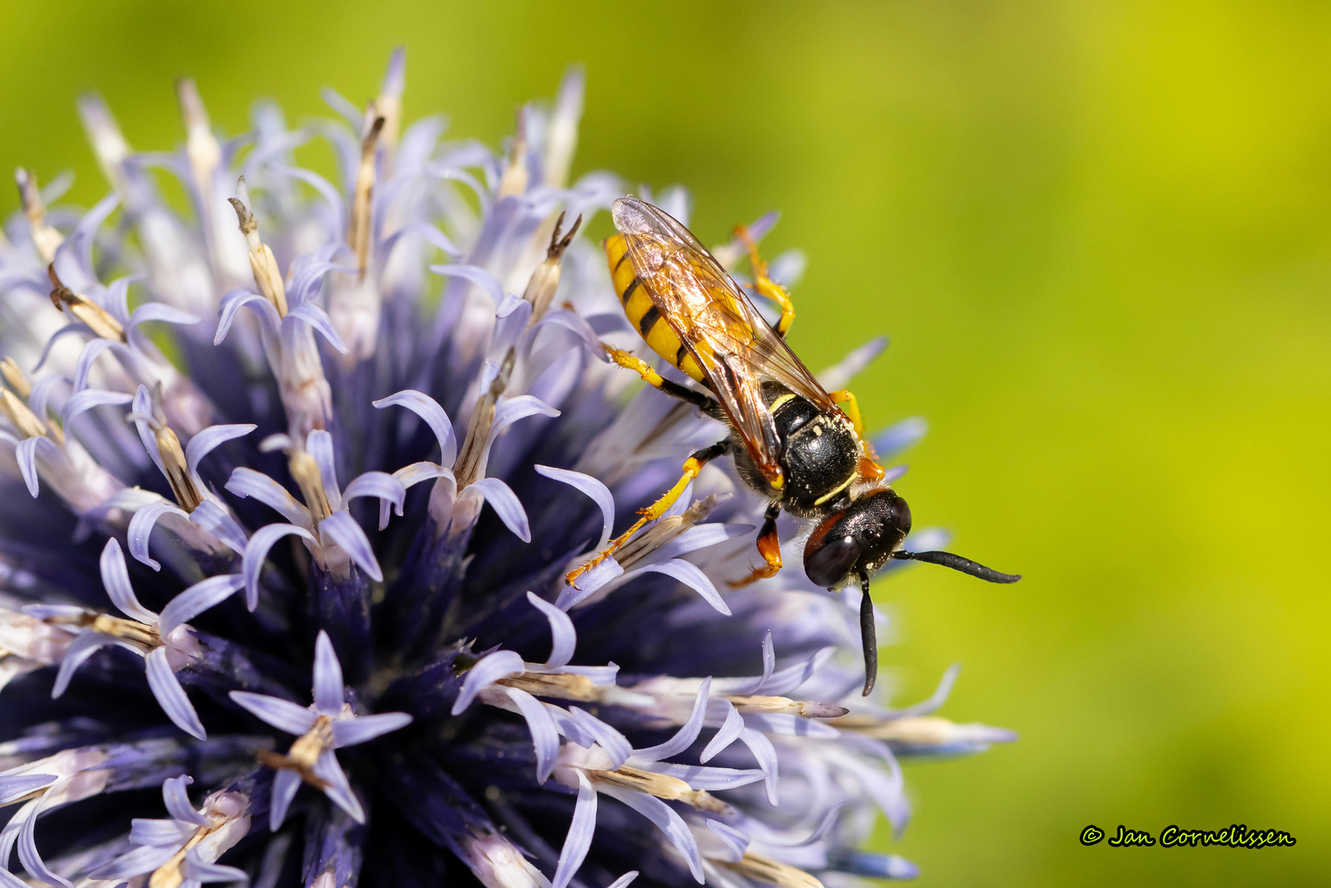 Bijenwolf - Philanthus triangulum (Pelt, B) 2023
