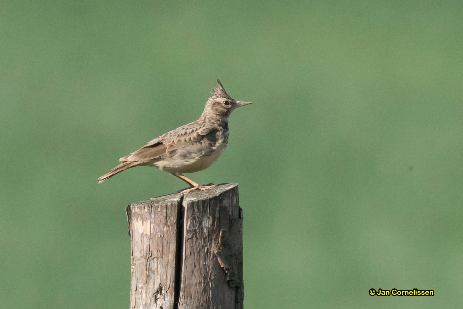 Kuifleeuwerik - Crested Lark - Galerida cristata