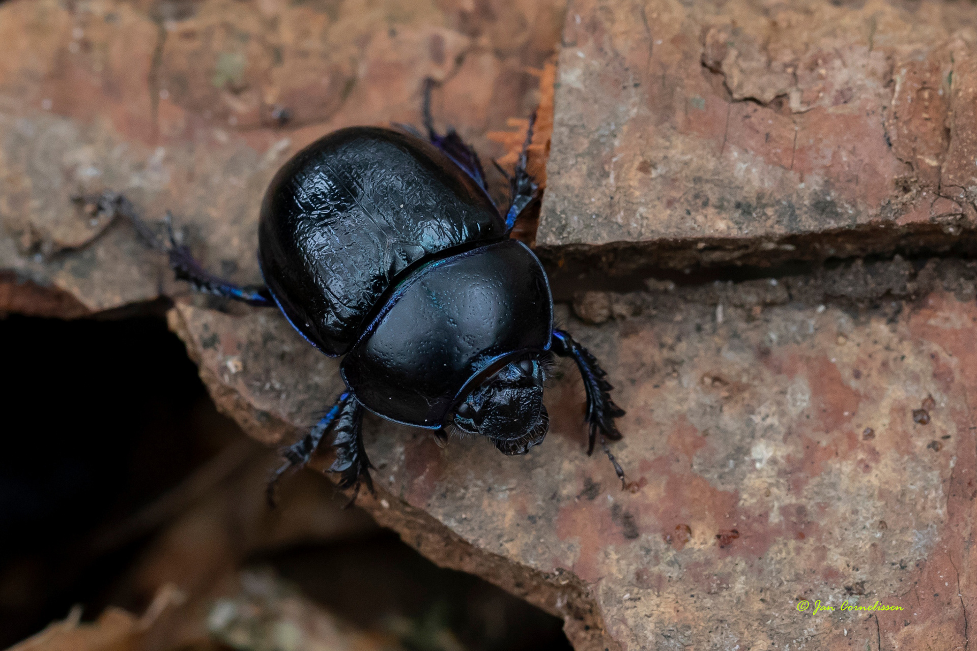 Bosmestkever - Geotrupes stercorosus (Pelt, B) 2020