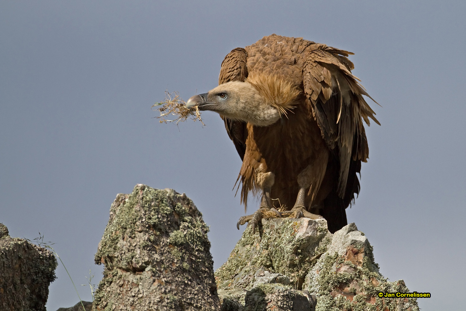 Vale gier - Griffon Vulture - Gyps fulvus