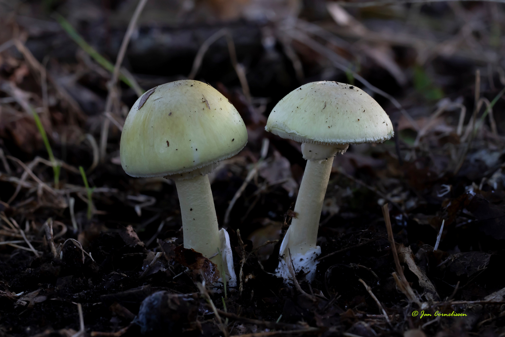 Groene knolamaniet