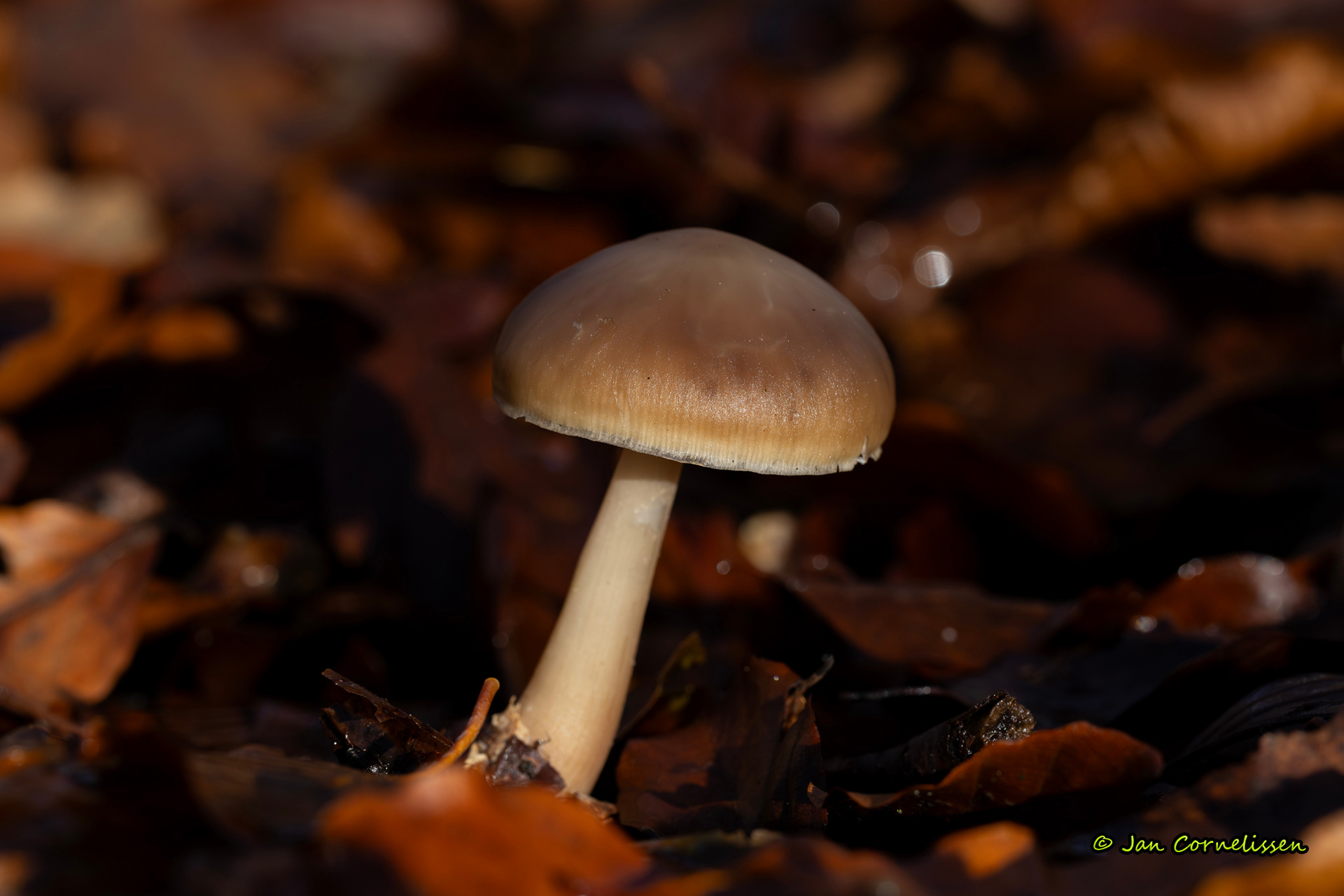 Botercollybia